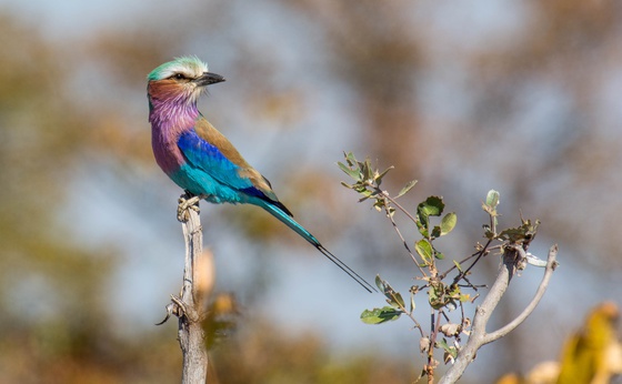 3 nights/4 days Kruger Park Birding Safari
