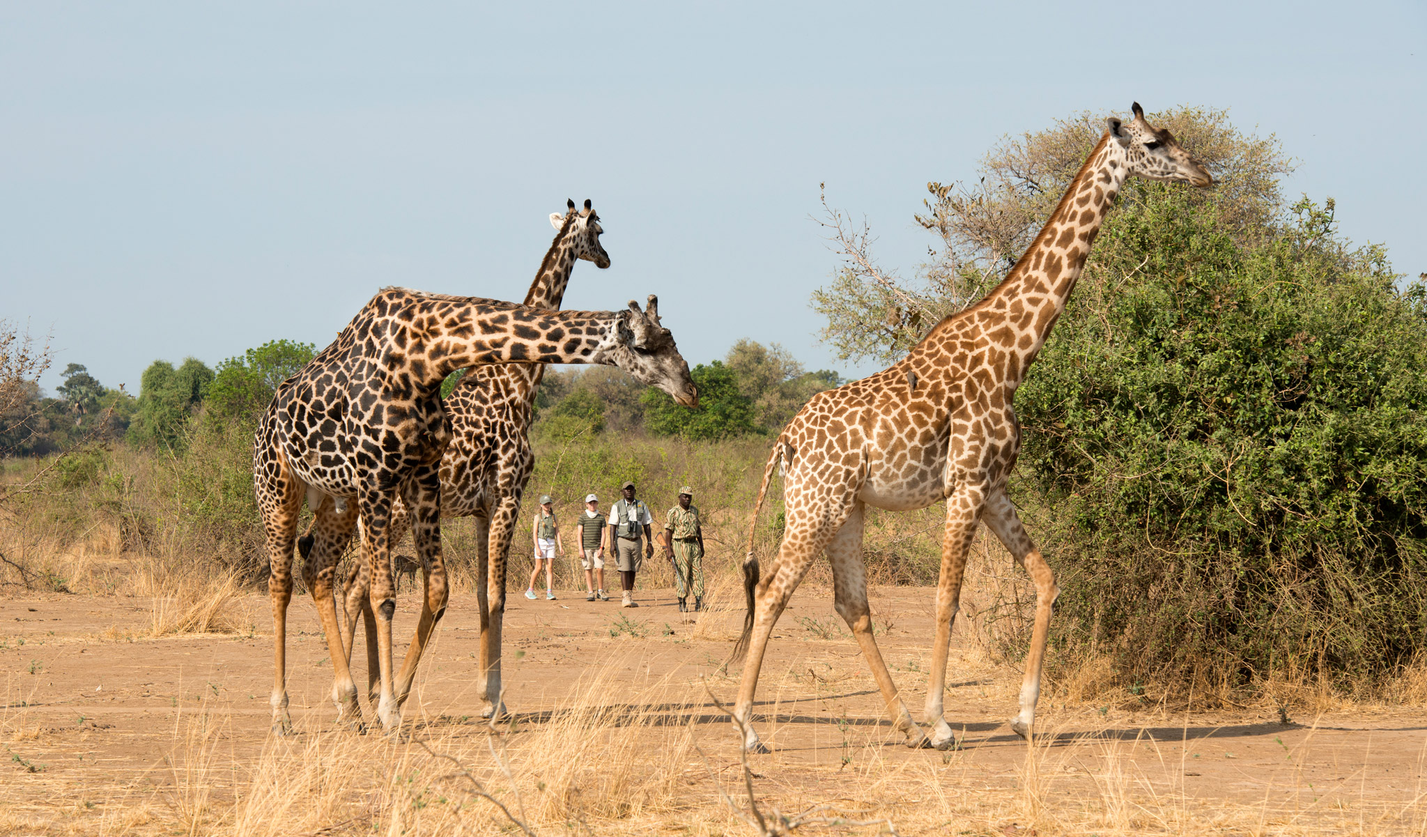 guests on a walking safari looking at giraffes by Puku Ridge Camp Zambia