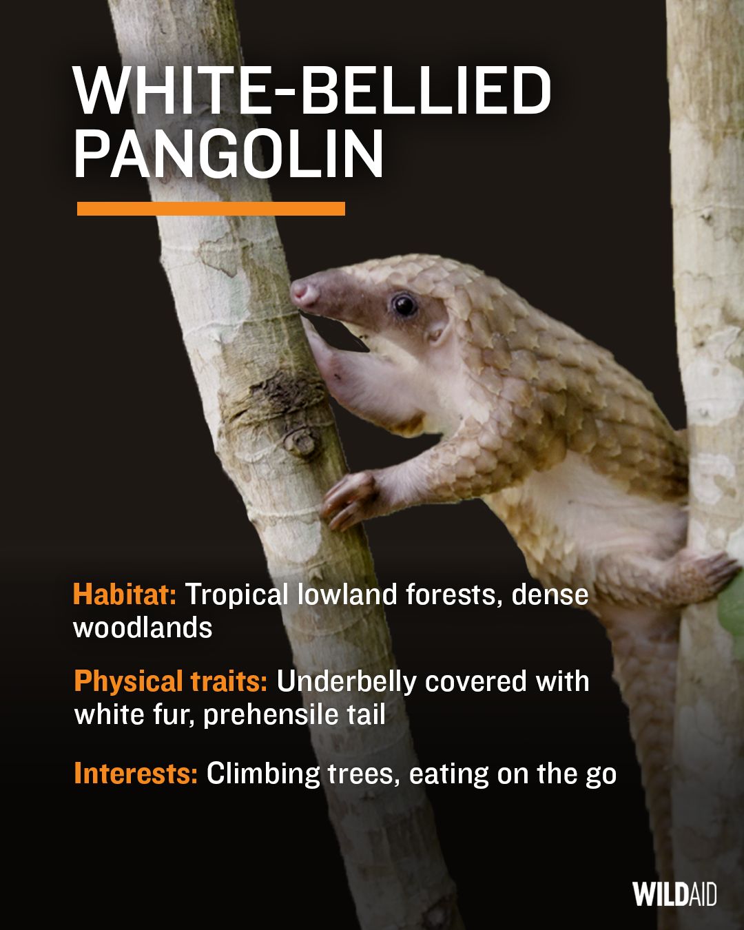 white bellied pangolin conservation facts and image