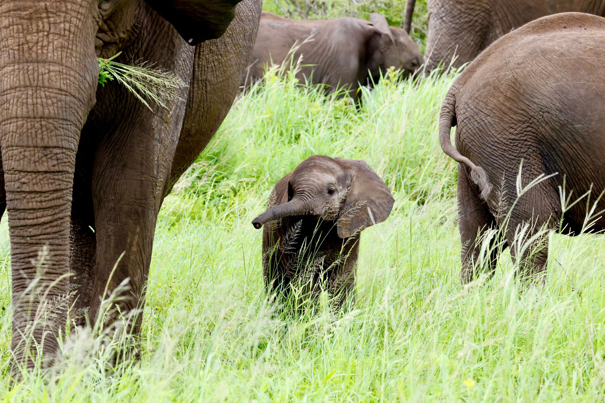 baby elephant between females in kruger national park