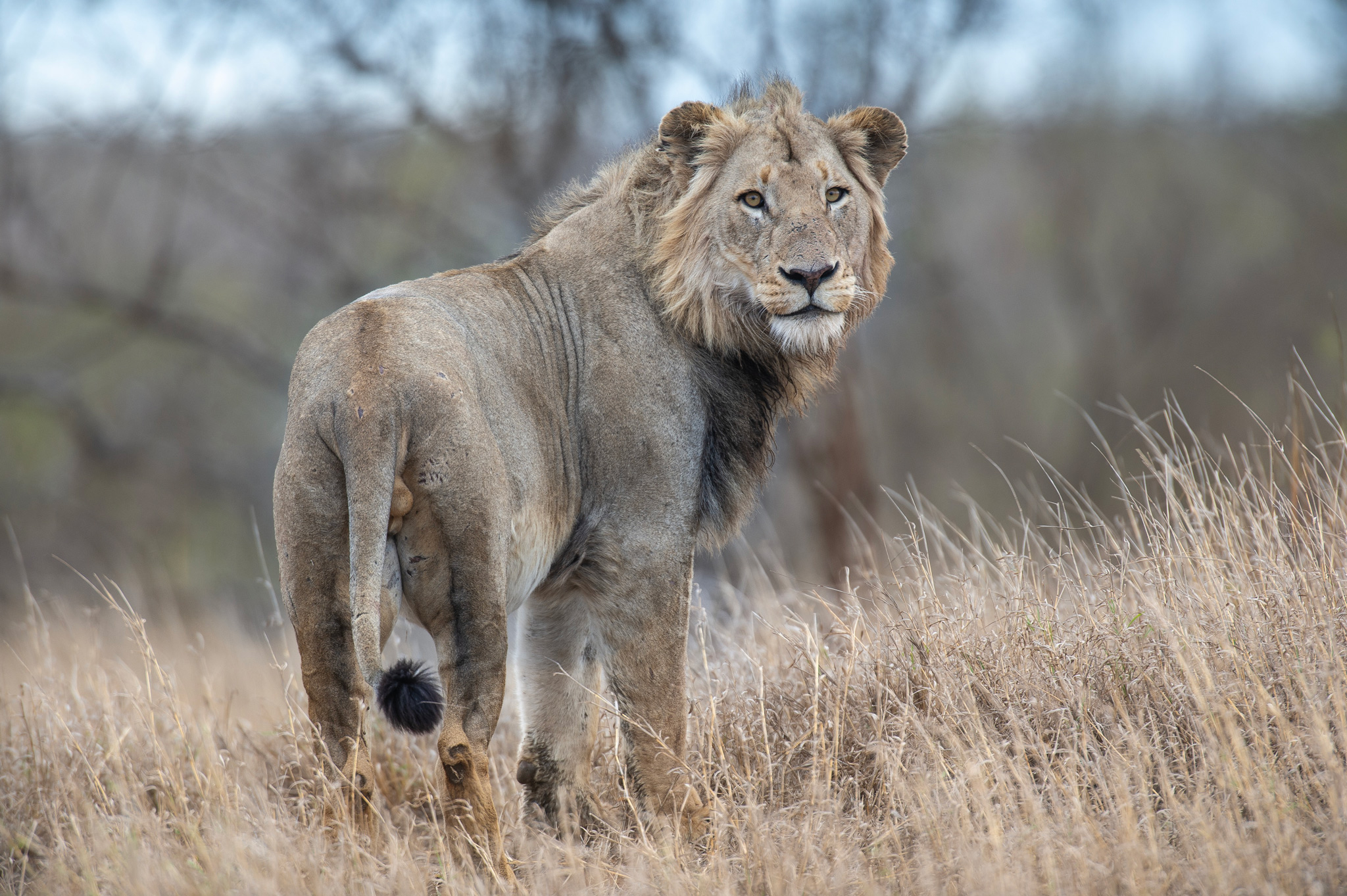 young male lion looking over it shoulder in African bush