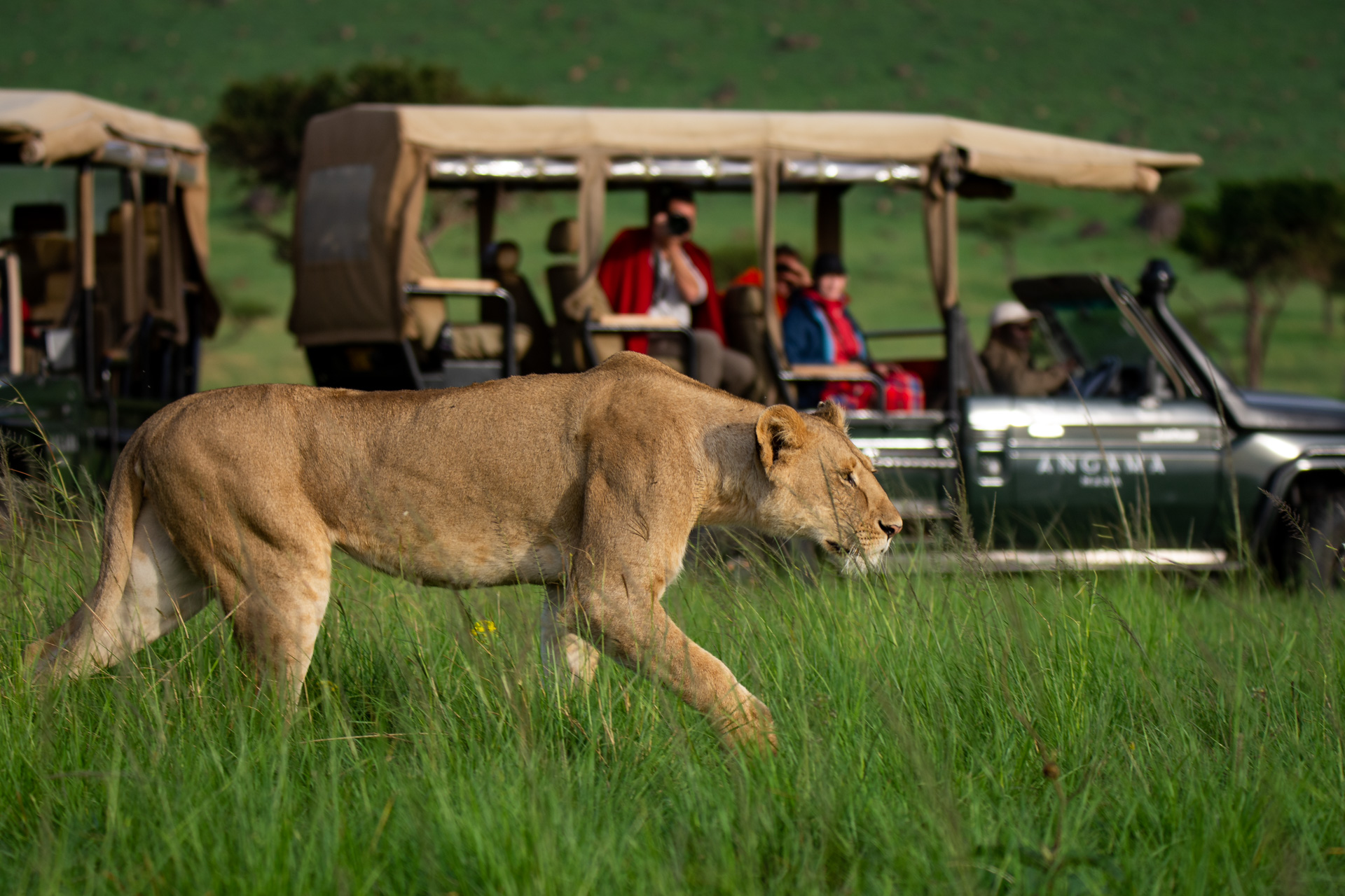 lion on the plains next to safari vehicle by Angama Mara Kenya Masai Mara