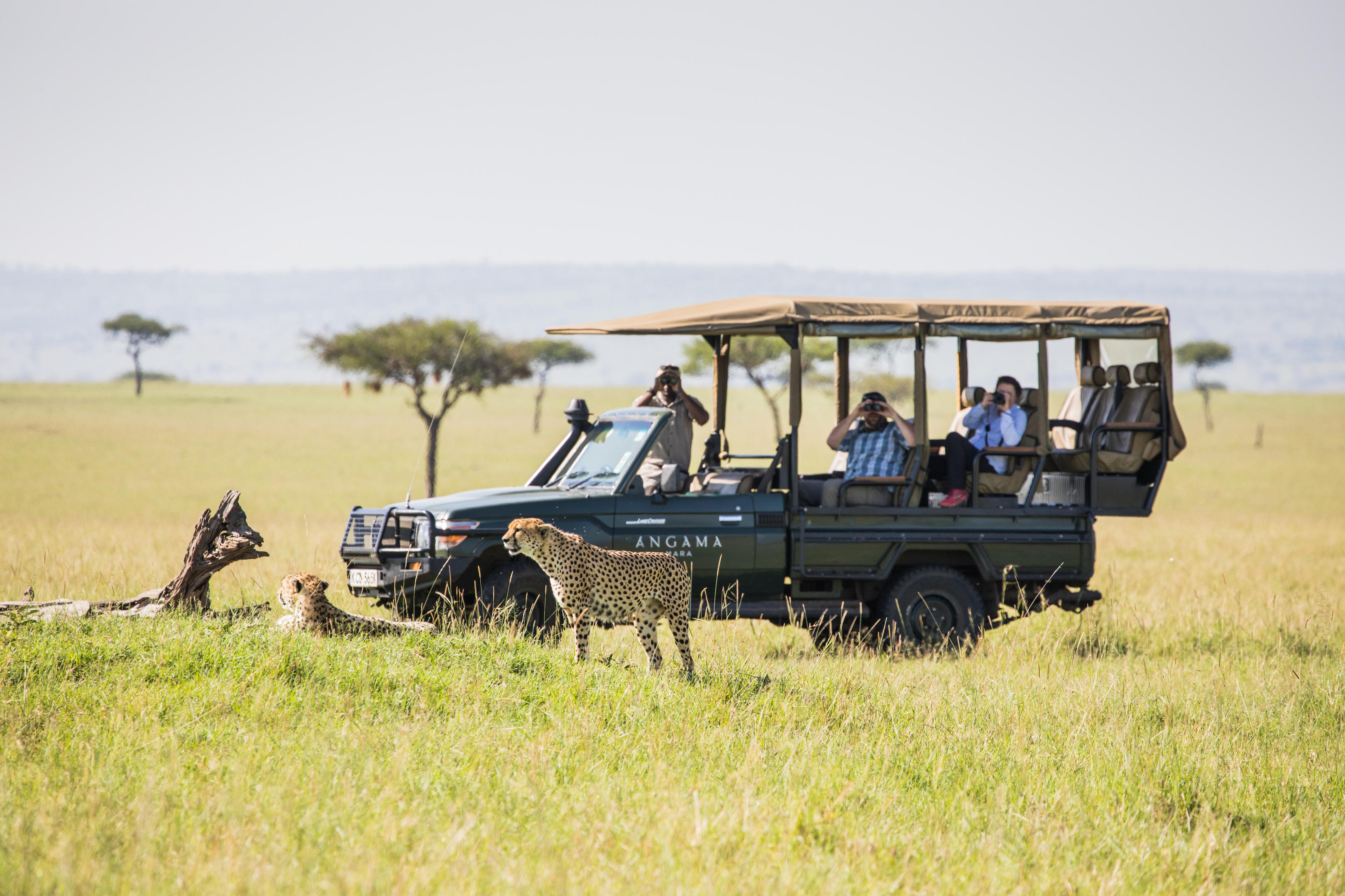 cheetahs next to safari vehicle on game drive by Angama Mara Kenya Masai Mara