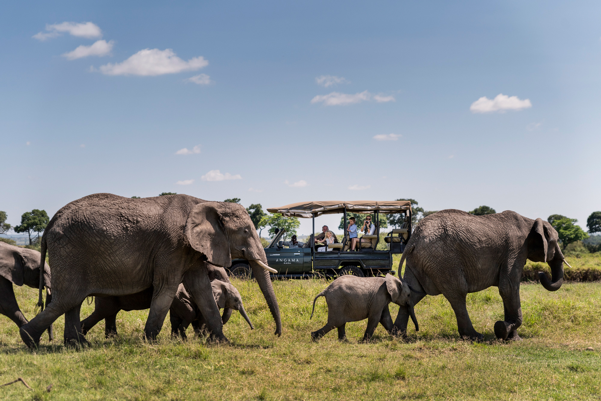 herd of elephants sighted by game drive vehicle of Angama Mara Kenya Masai Mara