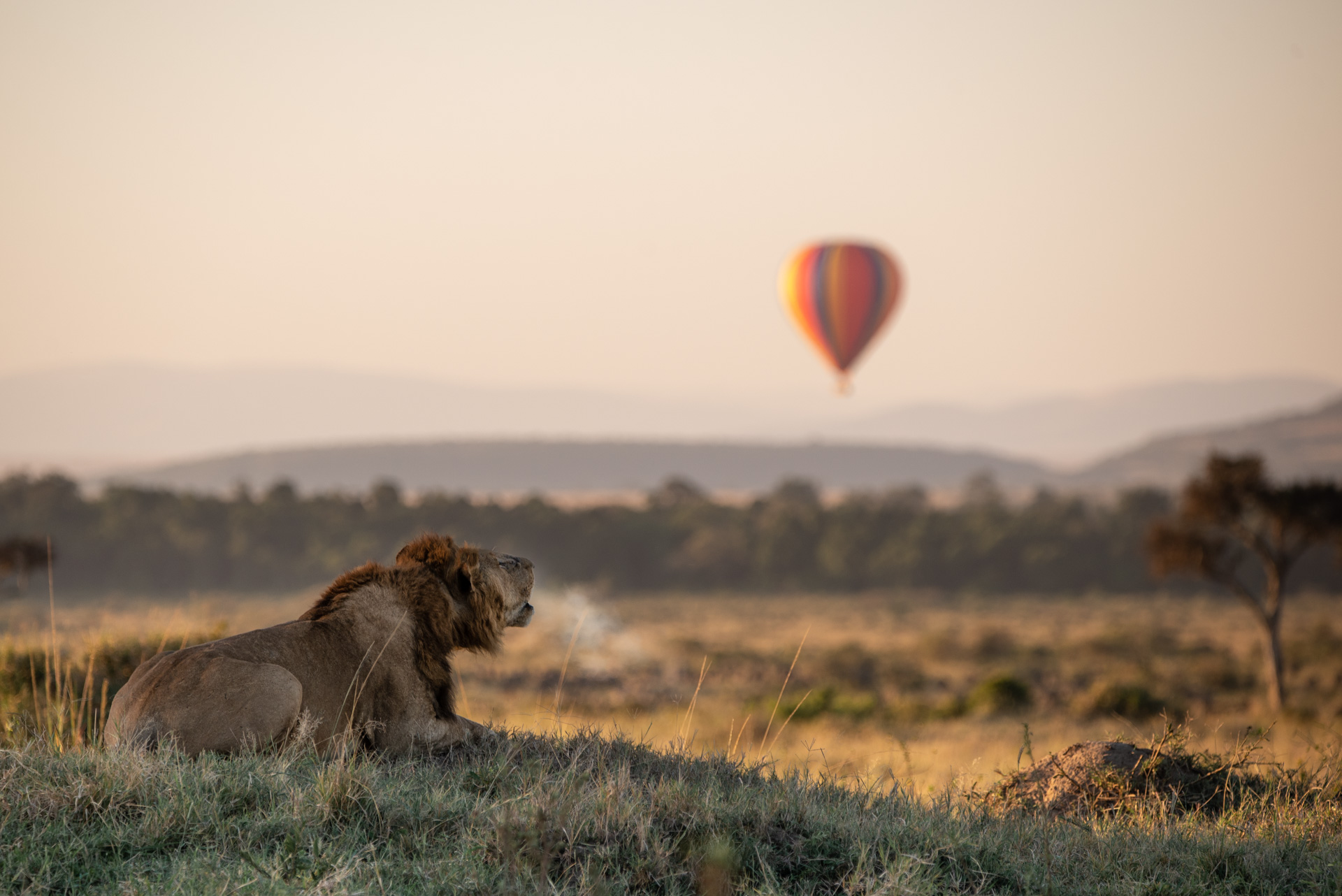 lion roaring at daybreak with hot air balloon in the sky sighted by Angama Mara Kenya Masai Mara
