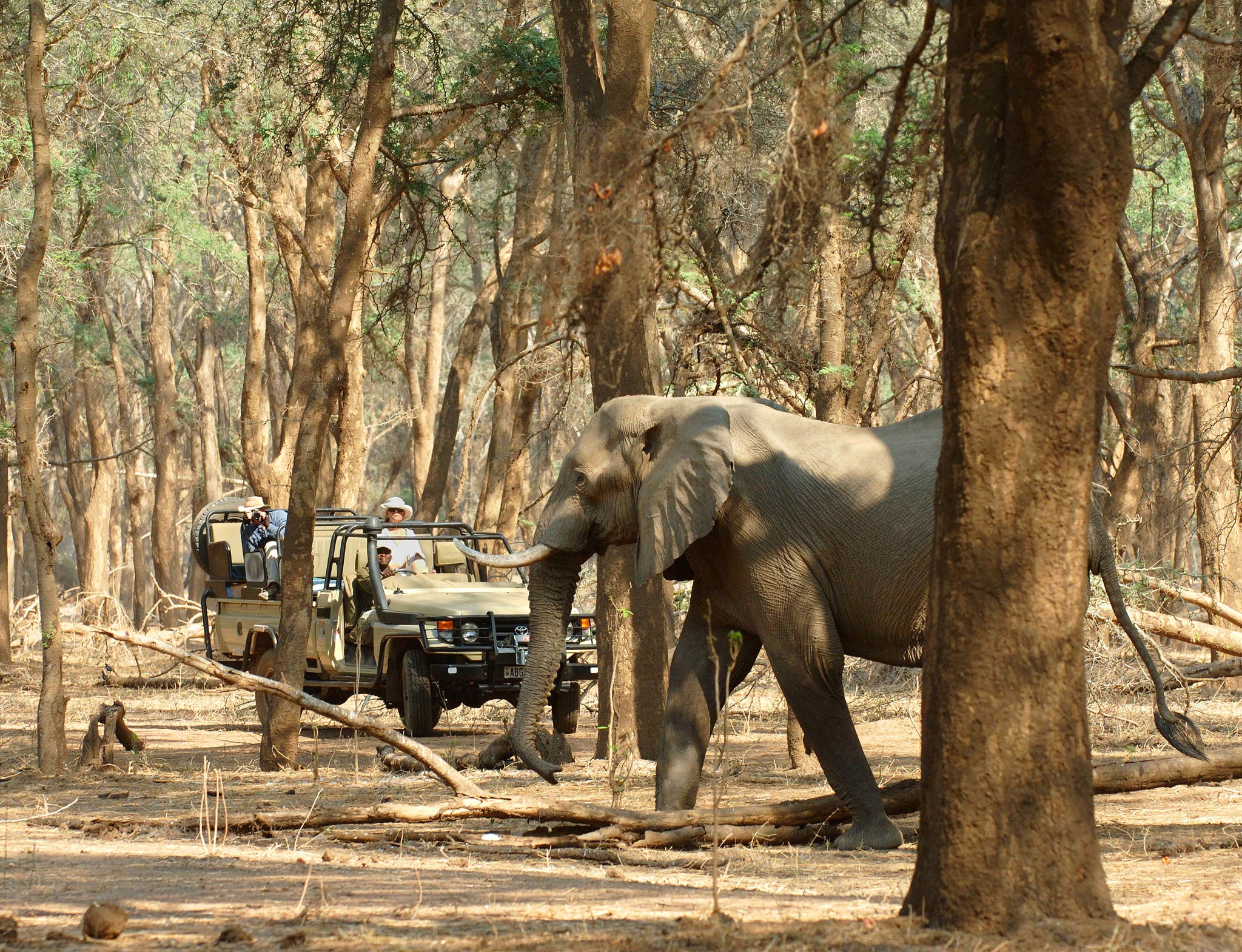 elephant between the tress and safari vehicle behind at  Chichele Presidential Lodge Zambia
