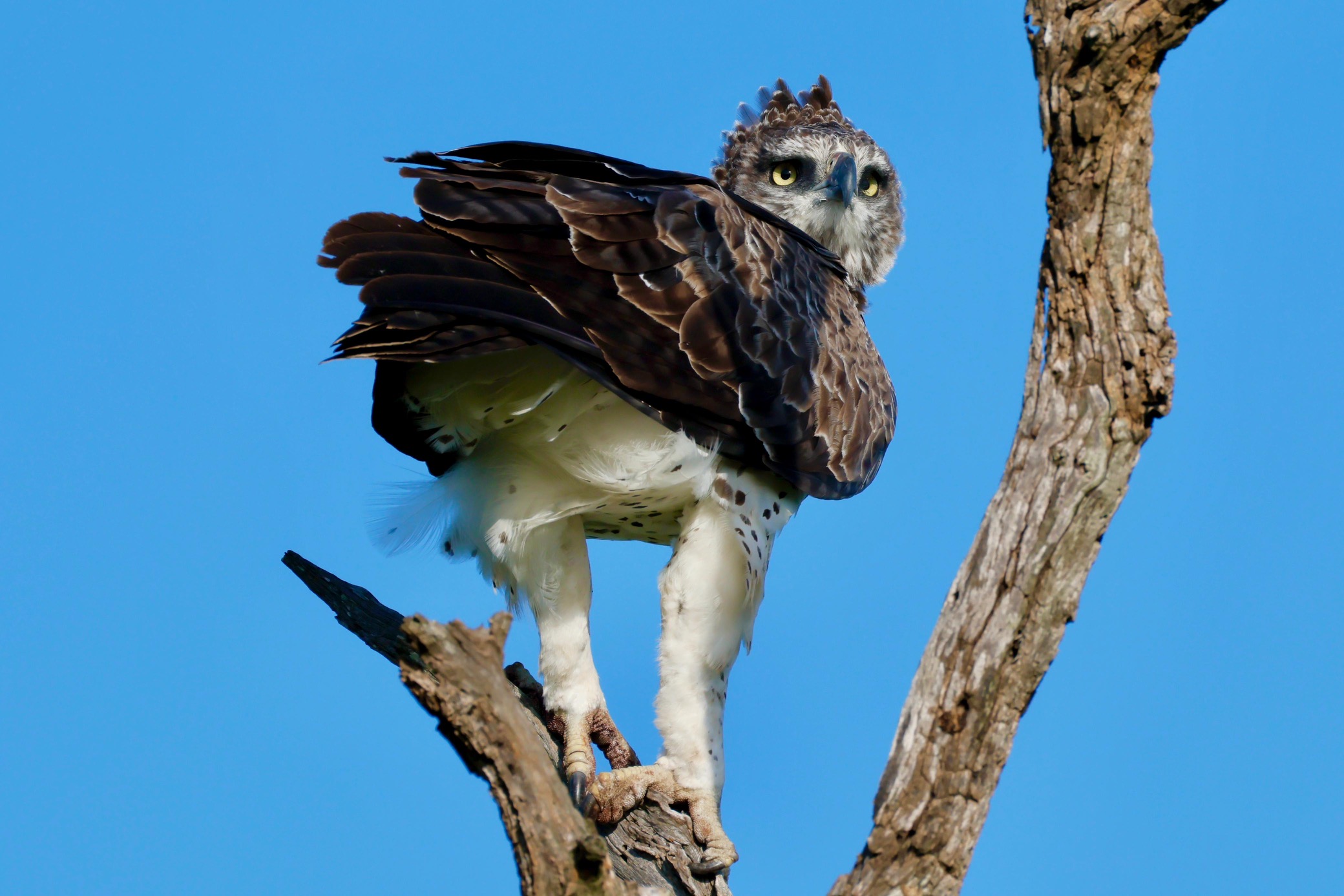 martial eagle in a treetop looking over shoulder in kruger nationalpark