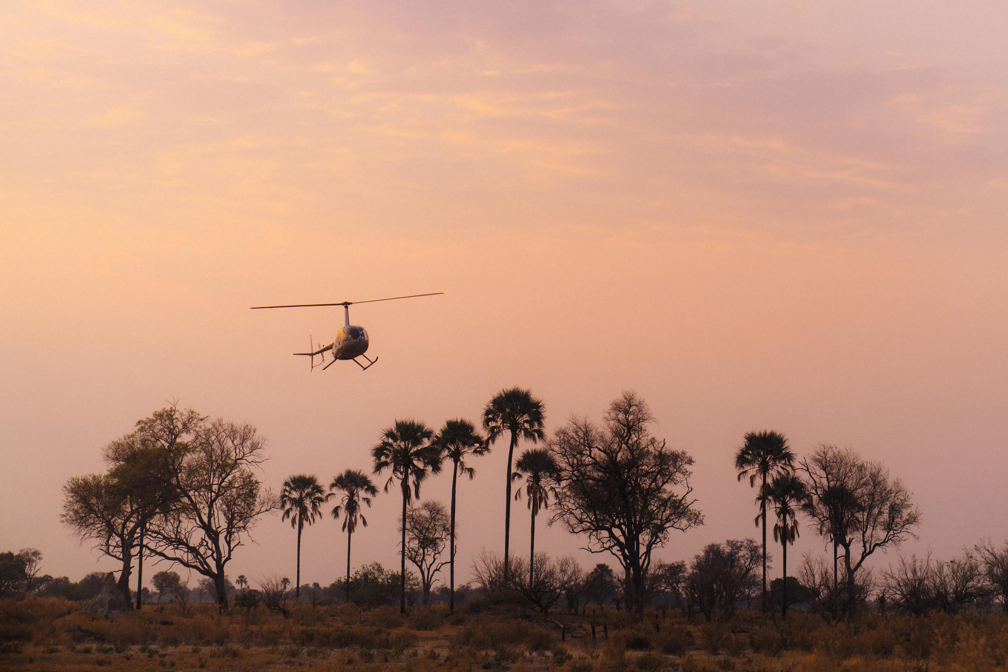 helicopter landing over palm trees at sunset by eagle island lodge