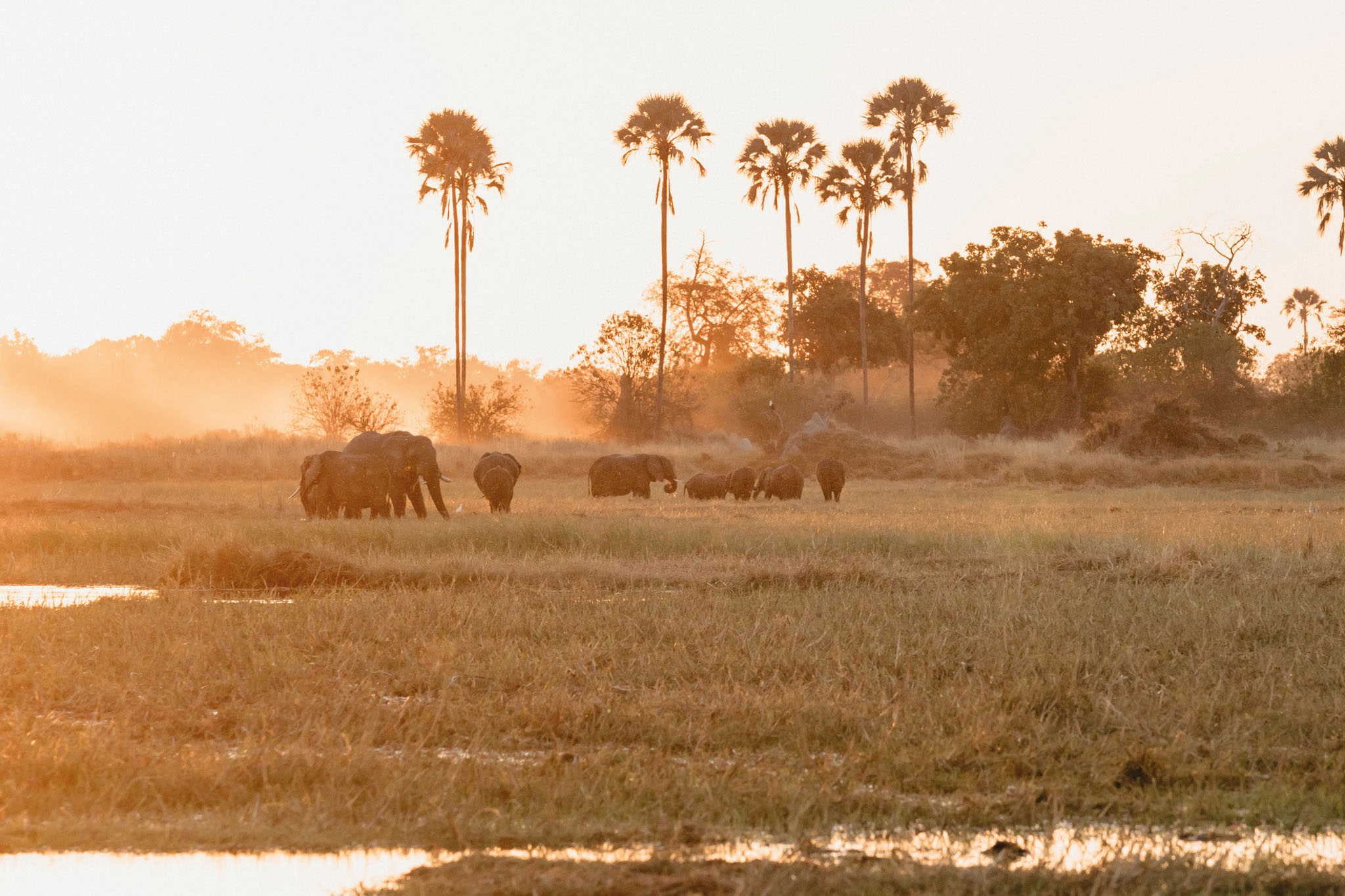 elephants in grasslands at eagle island lodge botswana