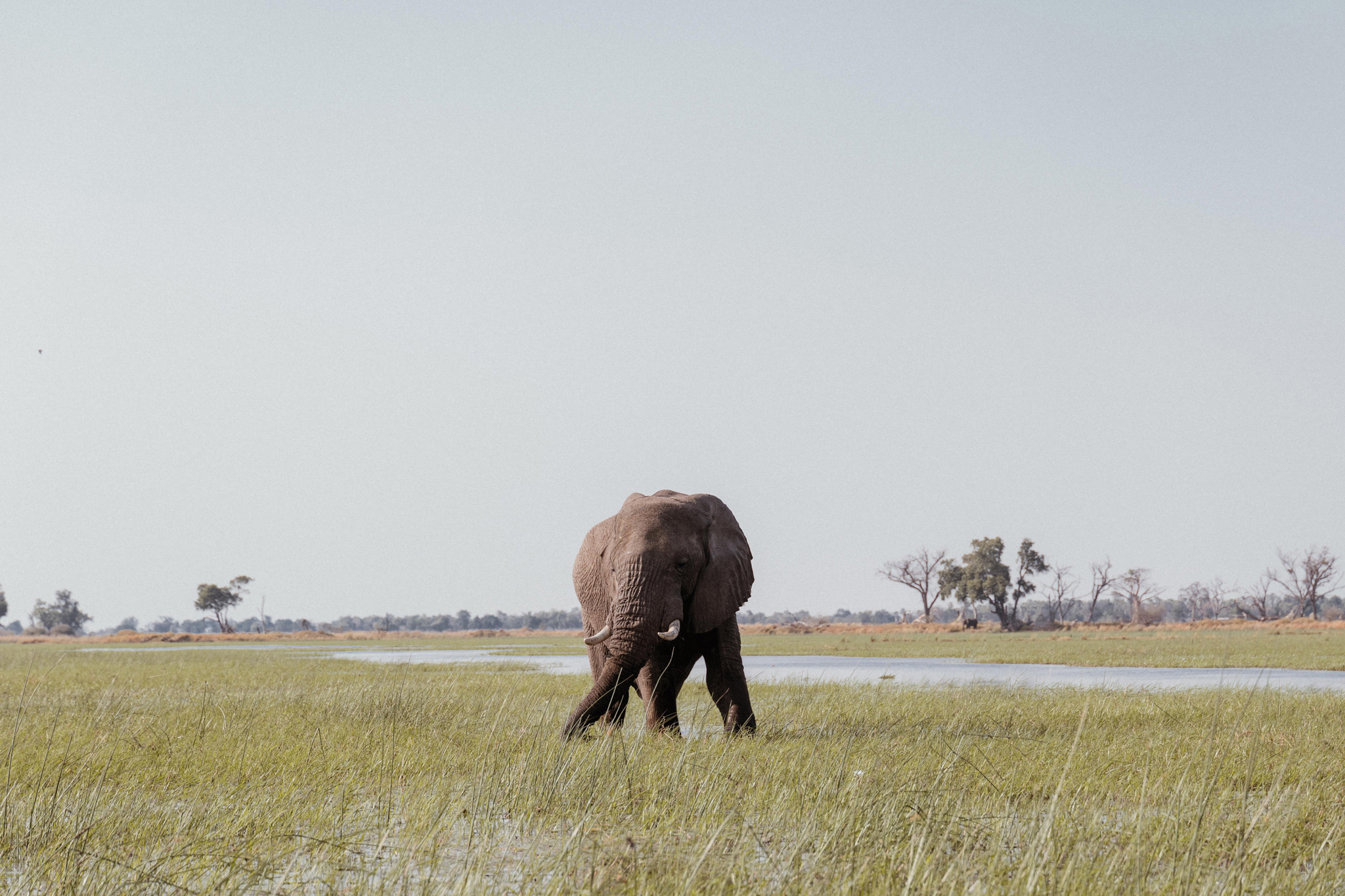 elephant in water by eagle island lodge botswana