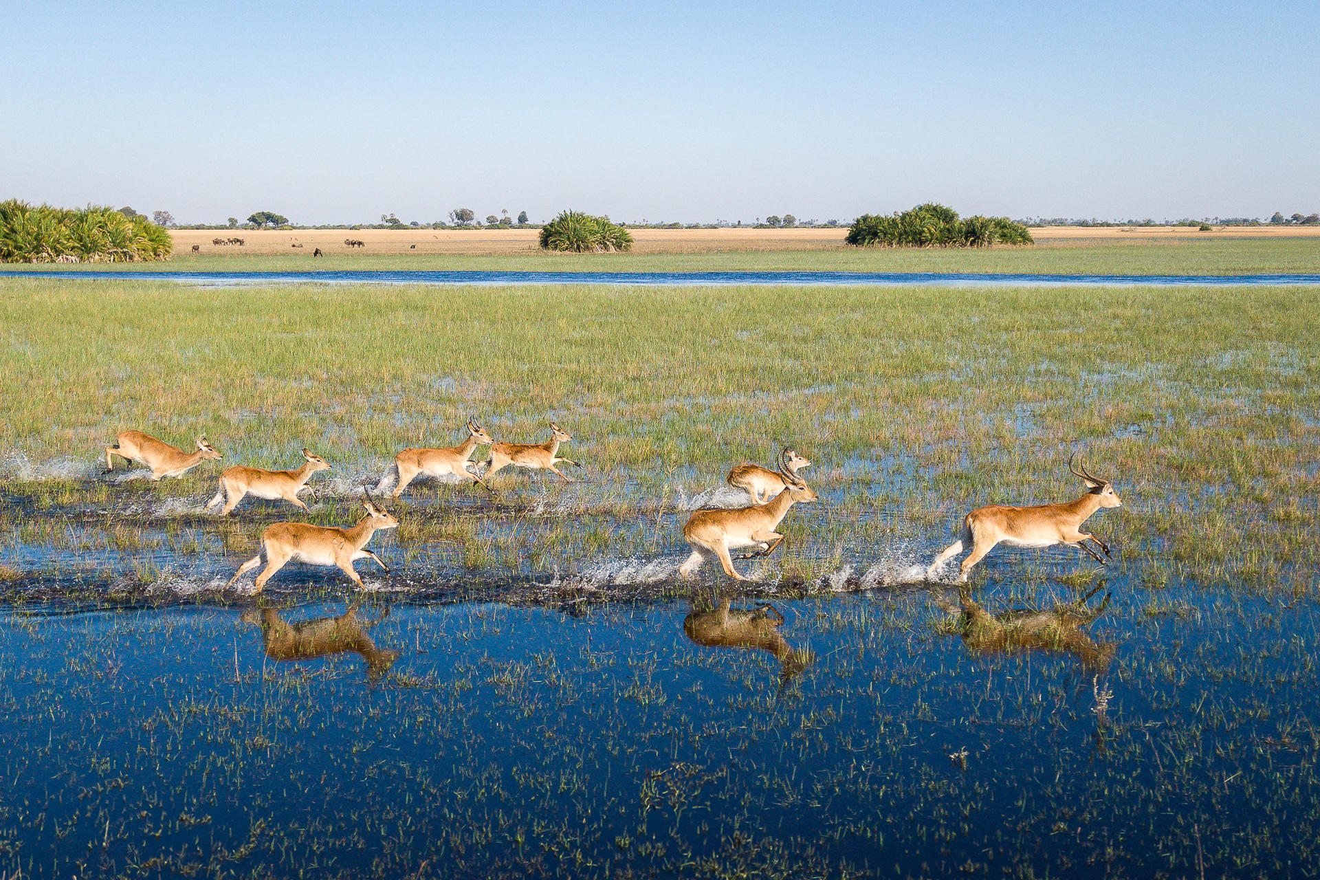 antelopes running in water at Jao Camp Wildereness Botswana