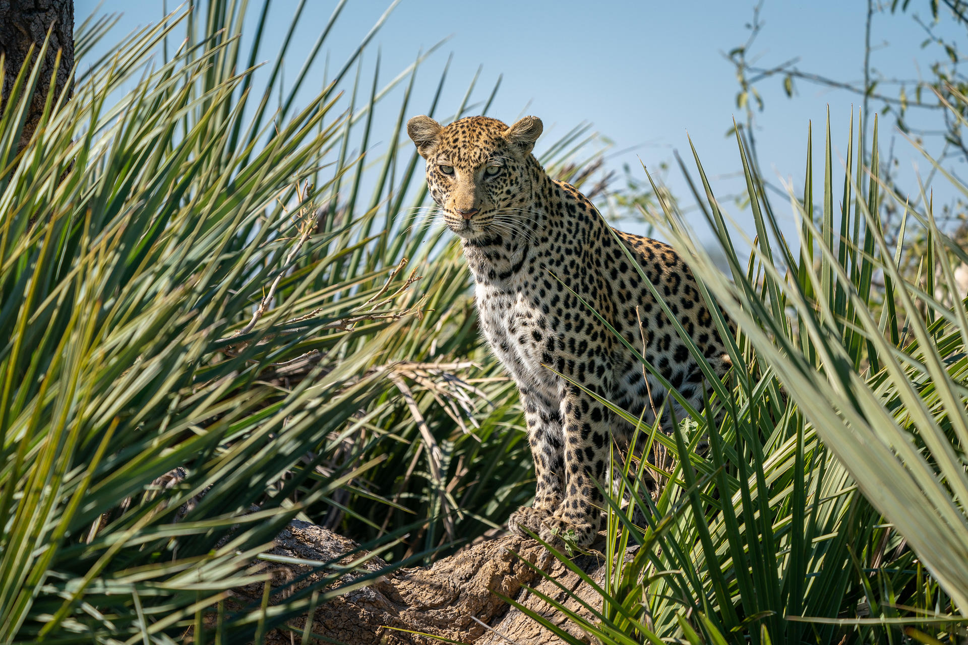 cheetah on outcrop between grass at jao reserve