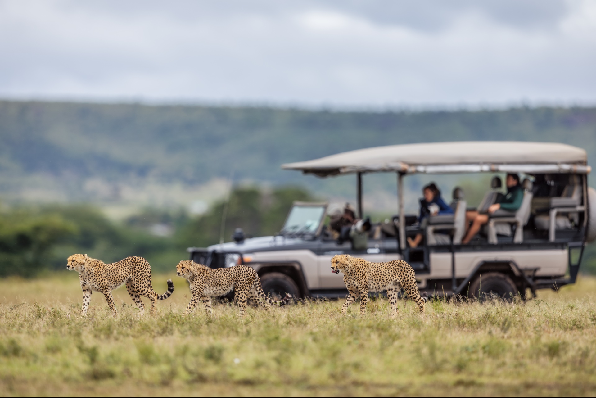 three cheetahs strolling next to a safari vehicle with guests at the JW Marriot Masai Mara Kenya