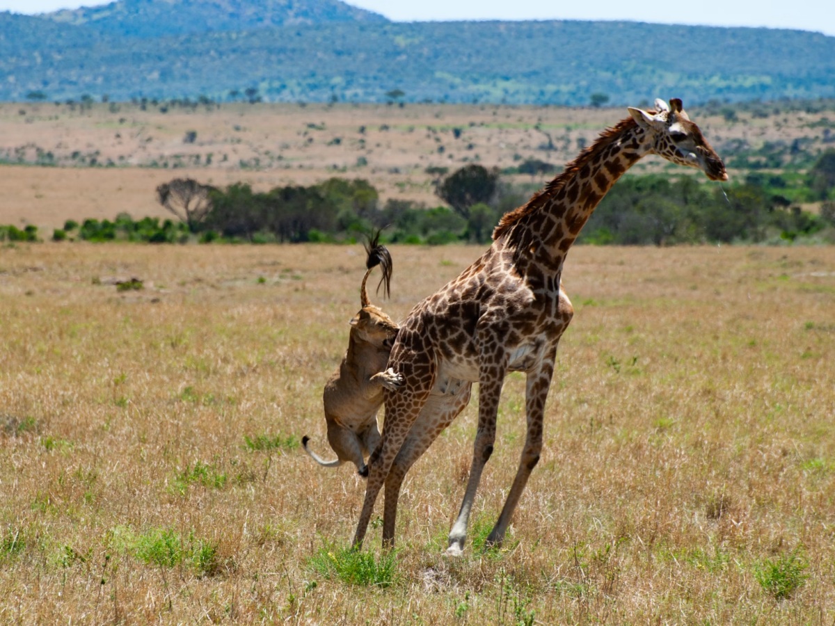 lion attacking a giraffe on the plains of the mara at the JW Marriot Masai Mara Kenya