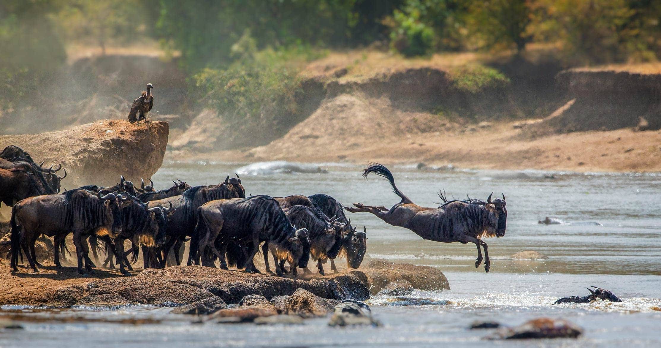 herd of grazing wildebeest on the plains near the JW Marriot Masai Mara Kenya