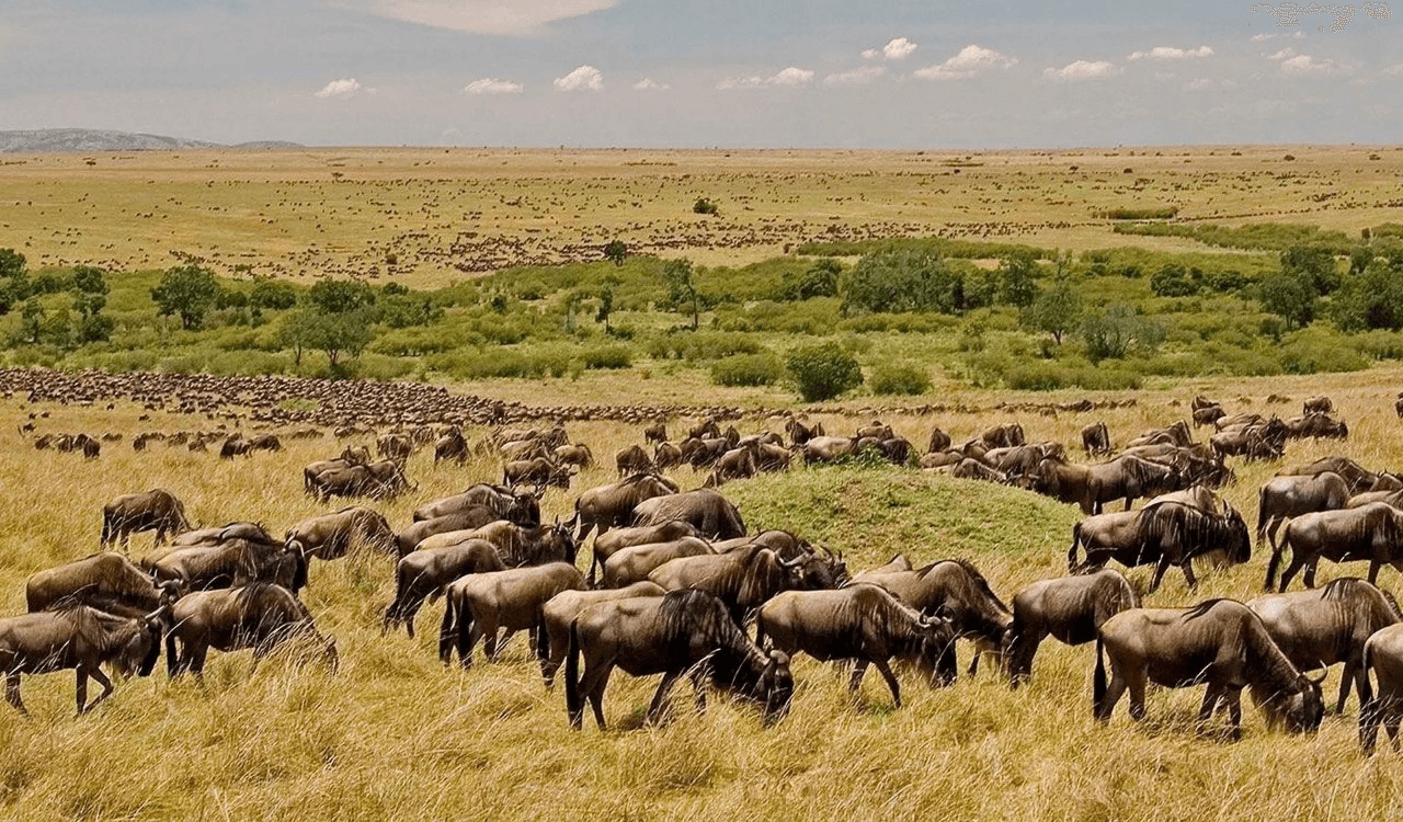 herd of grazing wildebeest on the plains near the JW Marriot Masai Mara Kenya
