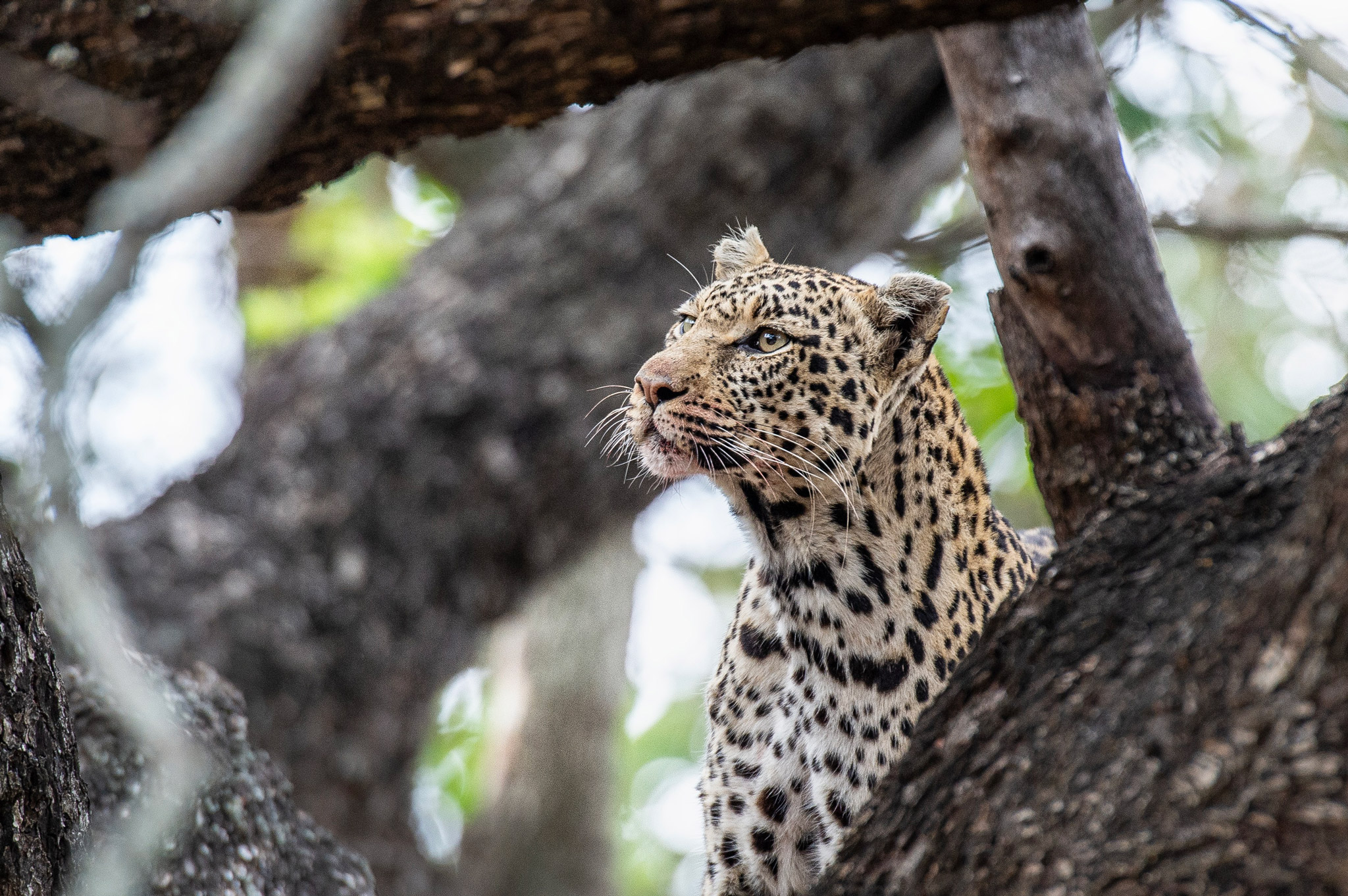 headshot of leopard in tree looking upwards in Thornybush Kruger national park