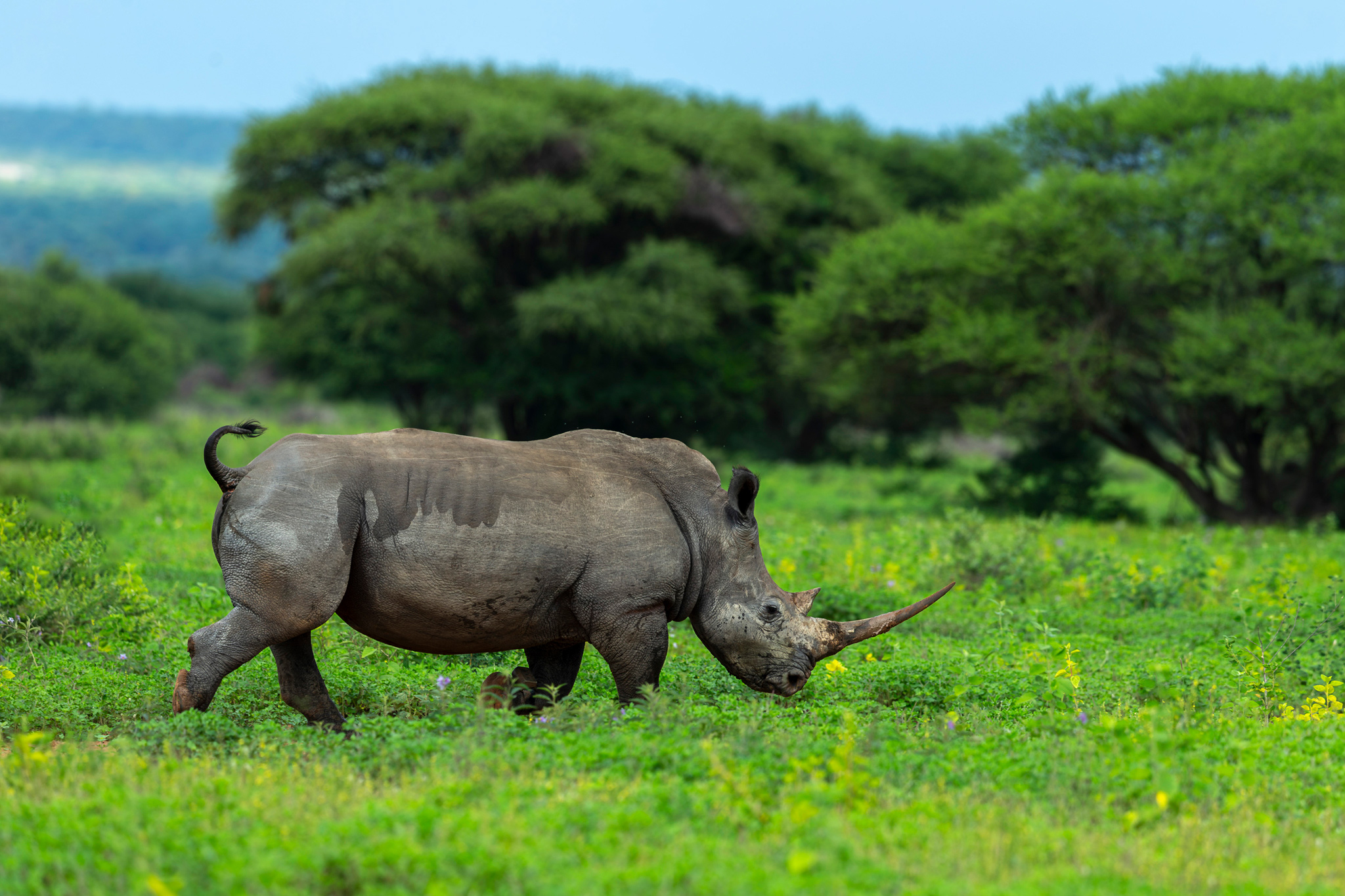 black rhino walking in short grass at lion sand game reserve