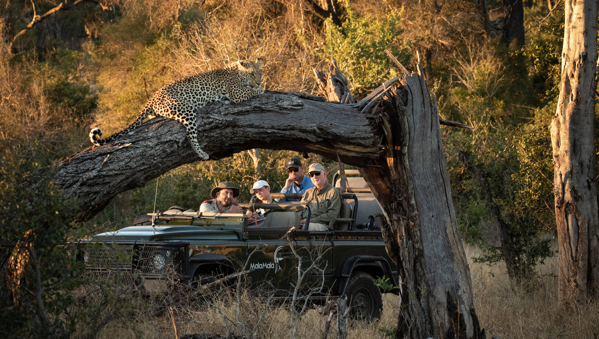 guests in safari vehicle looking at leopard on tree branch by malamala game reserve