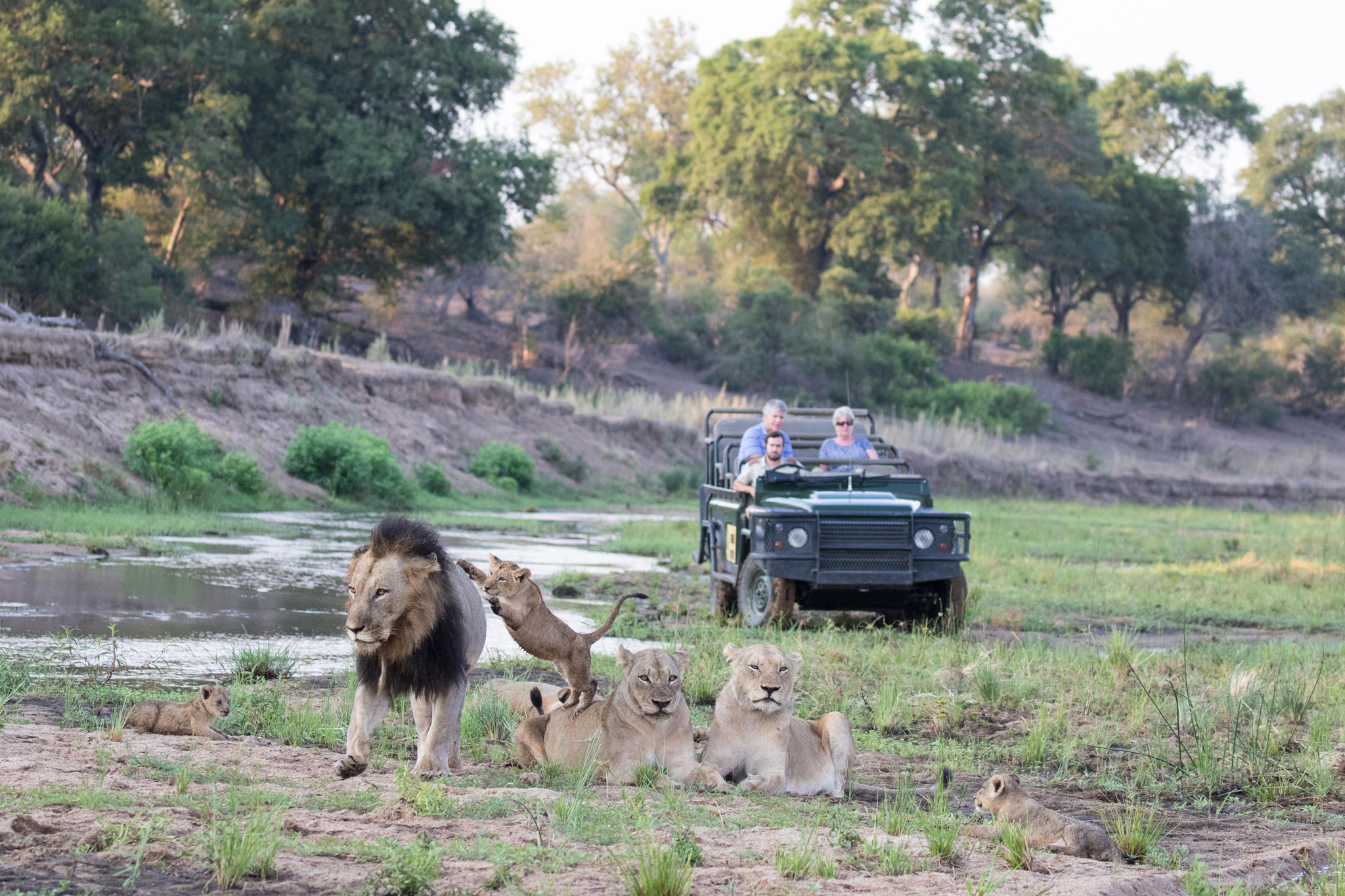 Guests in game drive vehicle looking at lions in the sand river by Malamala game lodge