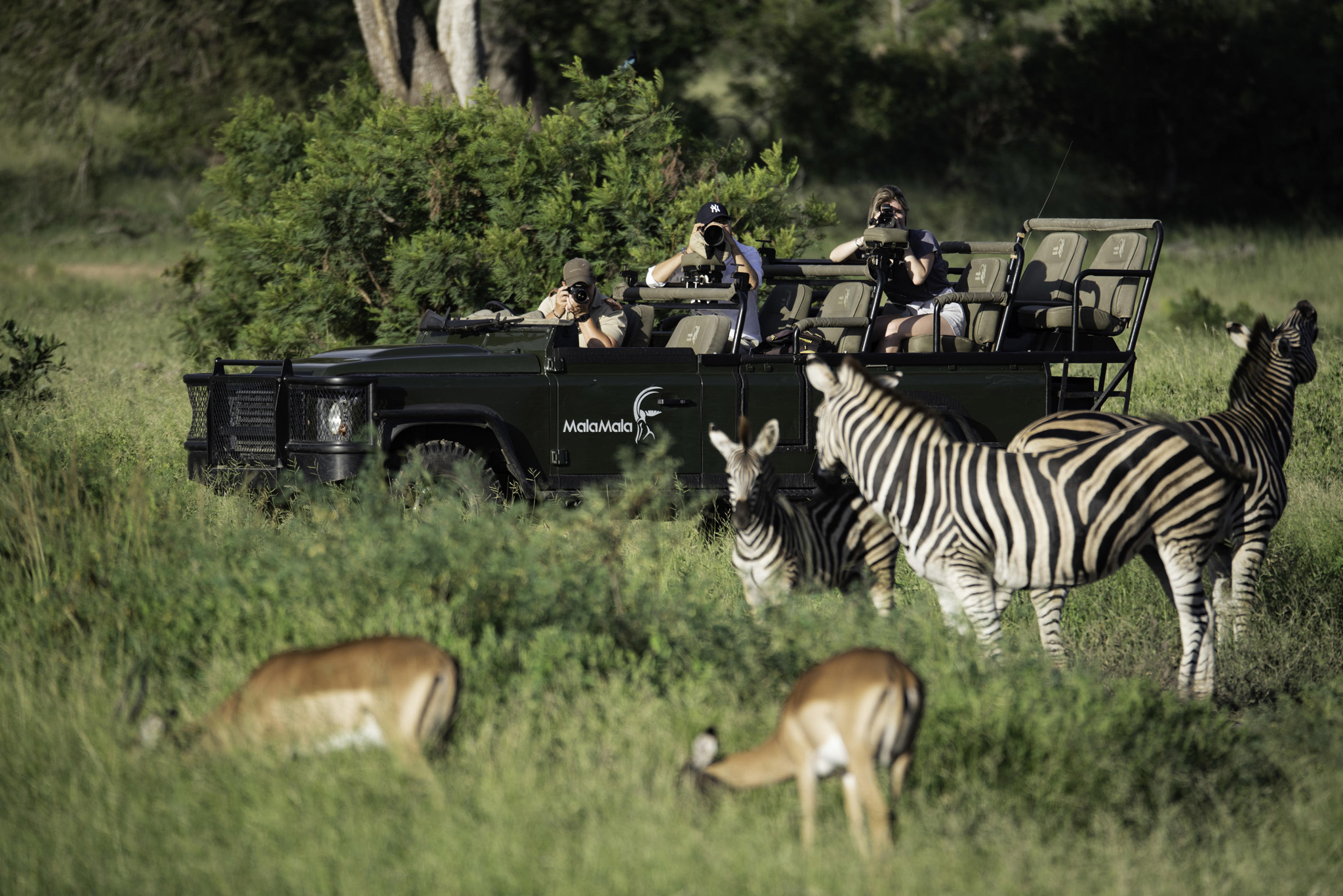 guests in safari vehicle filming zebras and antelopes at Sable camp Malamala game reserve