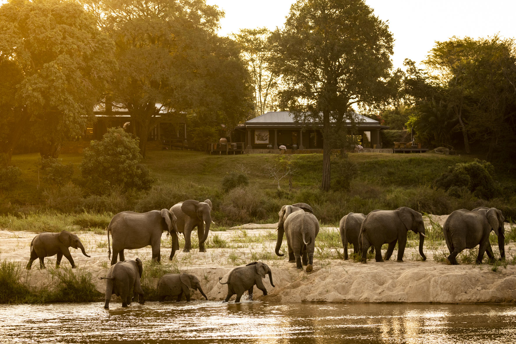 elephants in river in front of Rattrays camp at Malamala game reserve