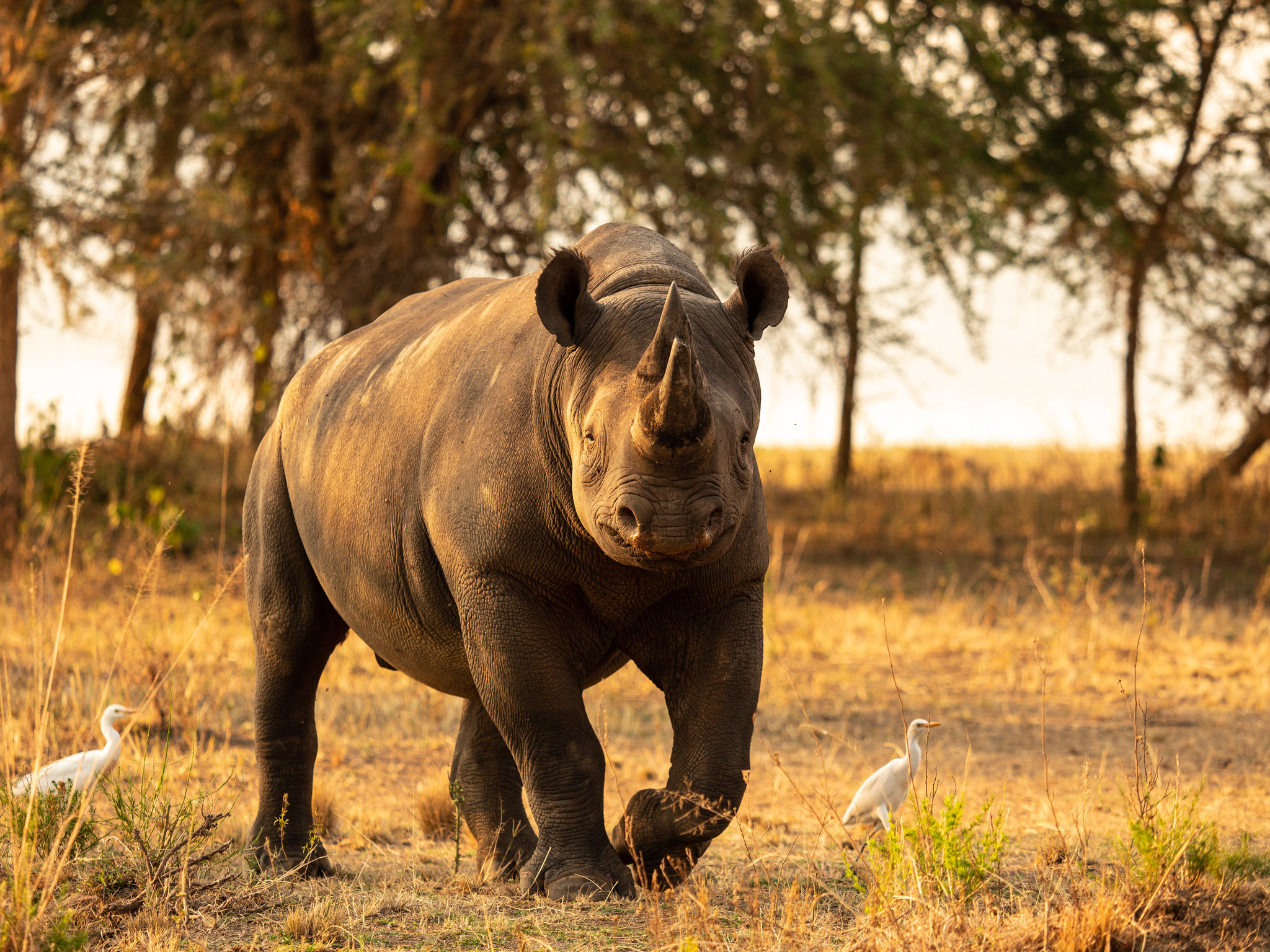rhino looking at camera with white brids around it in kruger national park
