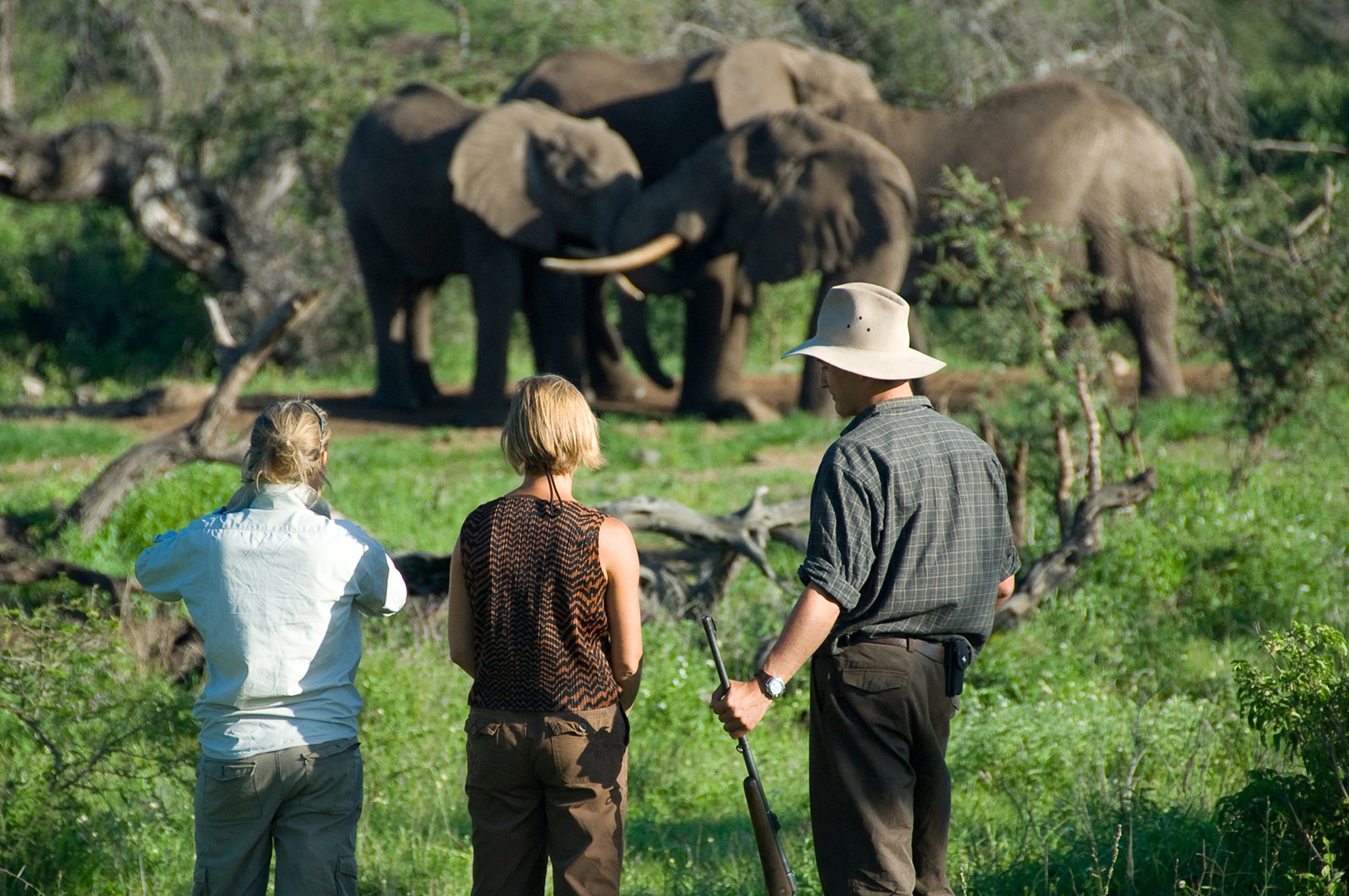 guests on walking safari near elephants in bush by Mara Plains Camp Kenya Masai Mara