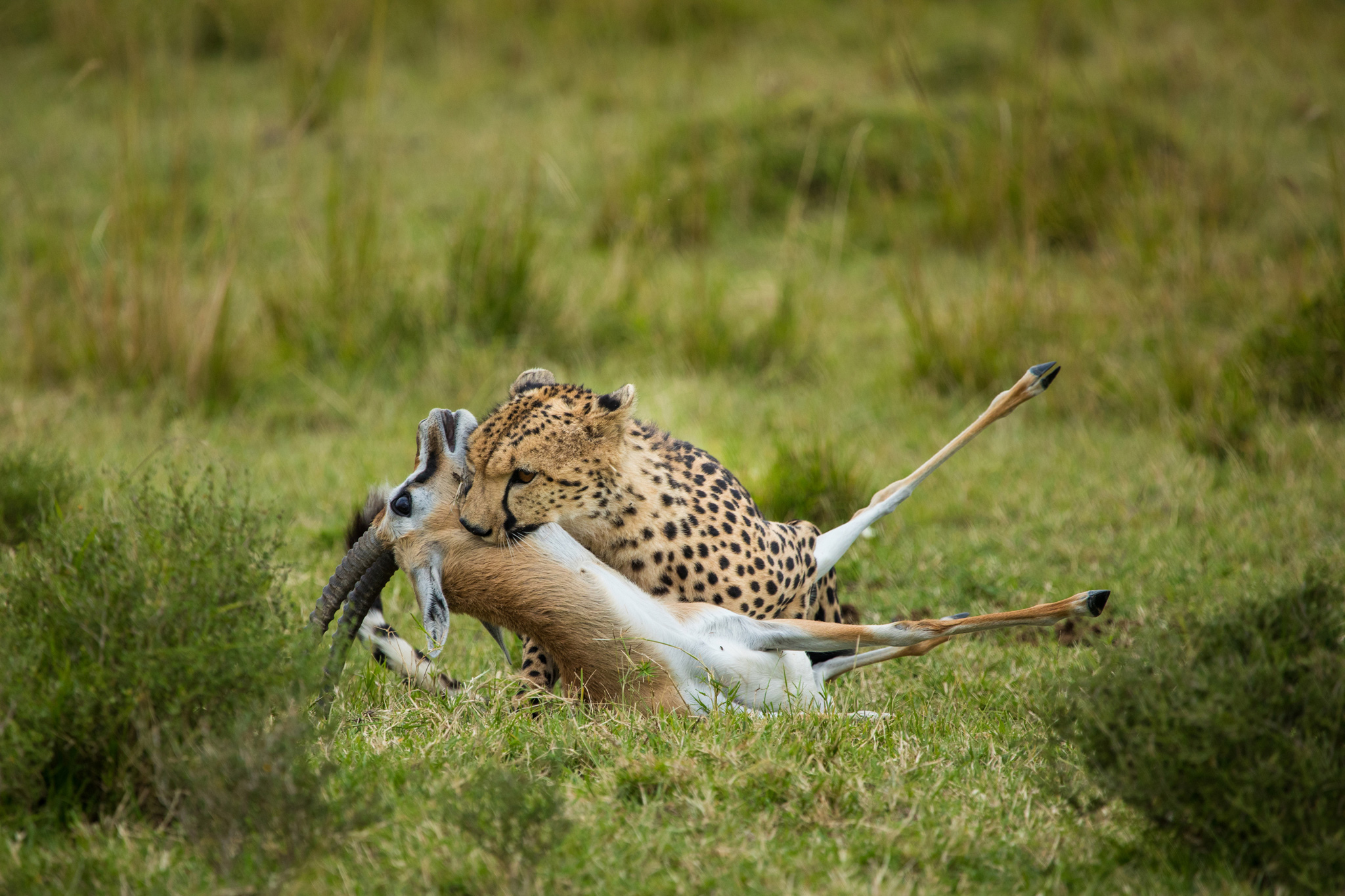 leopard kill sighted at Mara Plains Camp Kenya Masai Mara