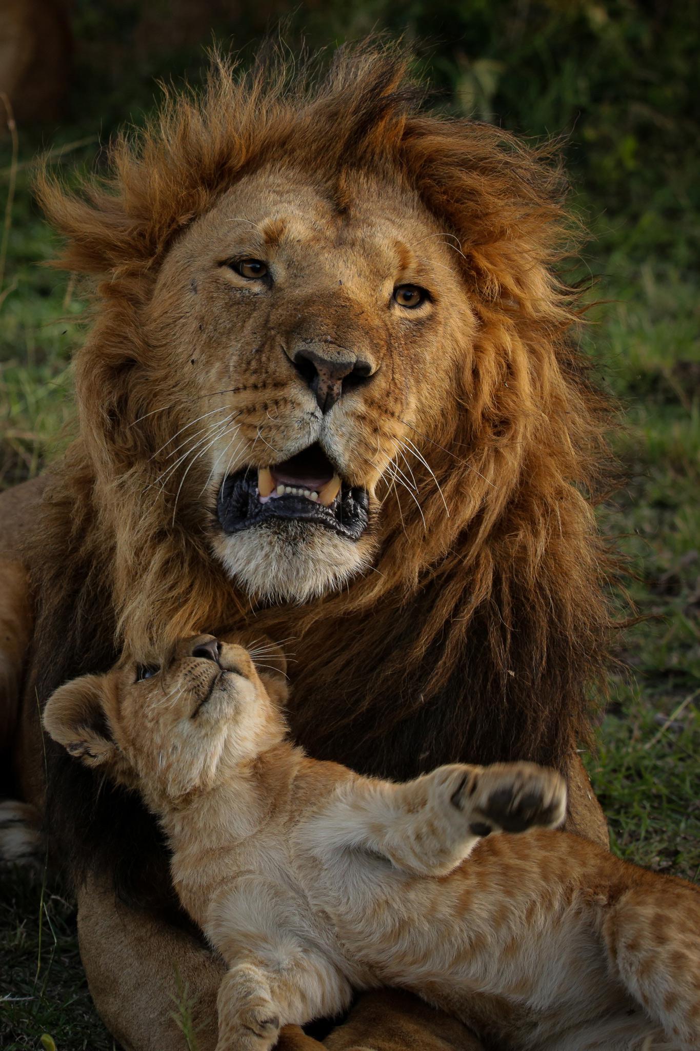 male lion playing with cub at Mara Plains Camp Kenya Masai Mara