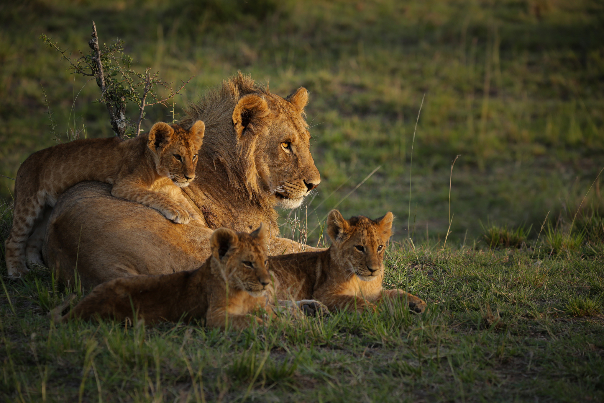 lion pride in sun sighted near Mara Plains Camp Kenya Masai Mara