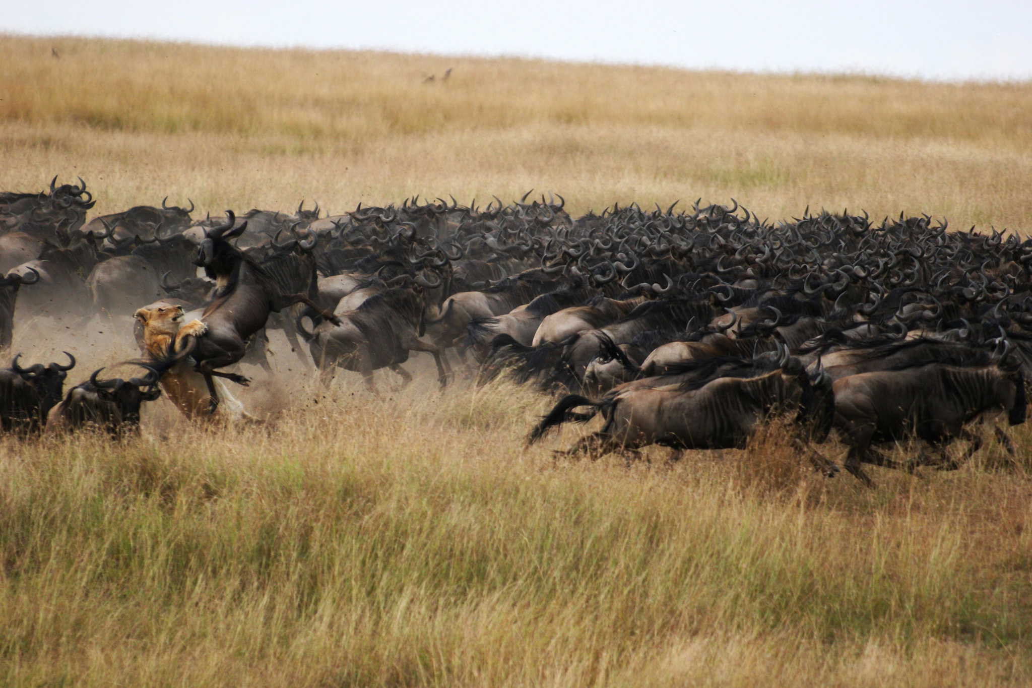 lioness hunting inside herd of wildebeest on migration at Mara Plains Camps Kenya