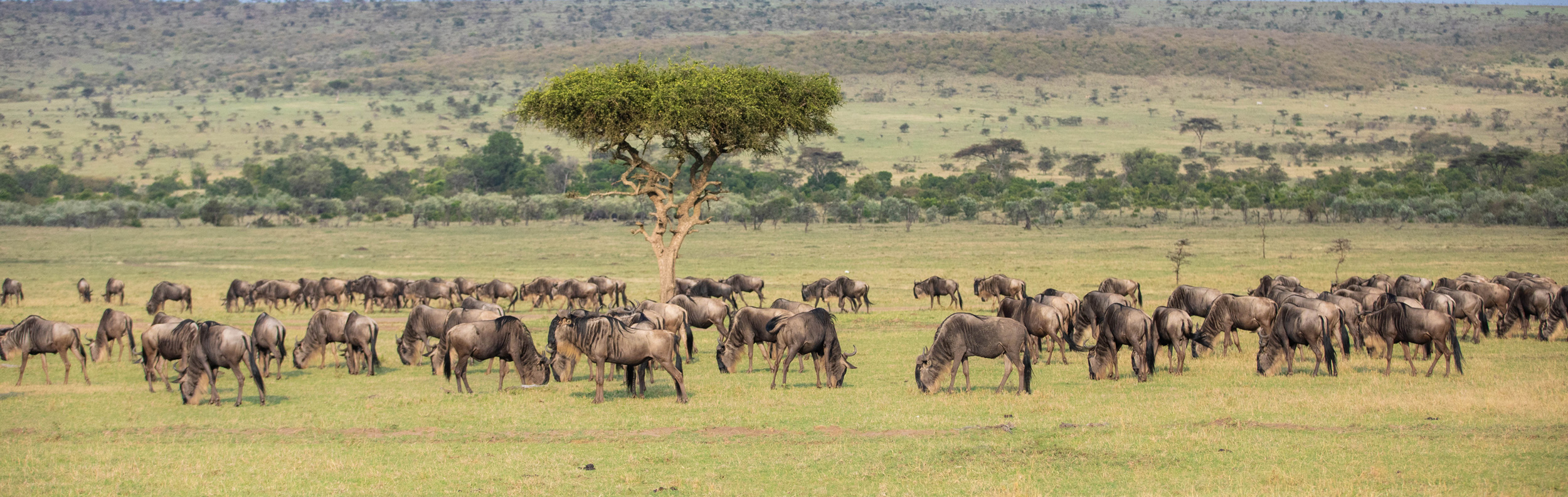migrating wildebeest herd on plains of Mara Plains Camp Kenya Masai Mara