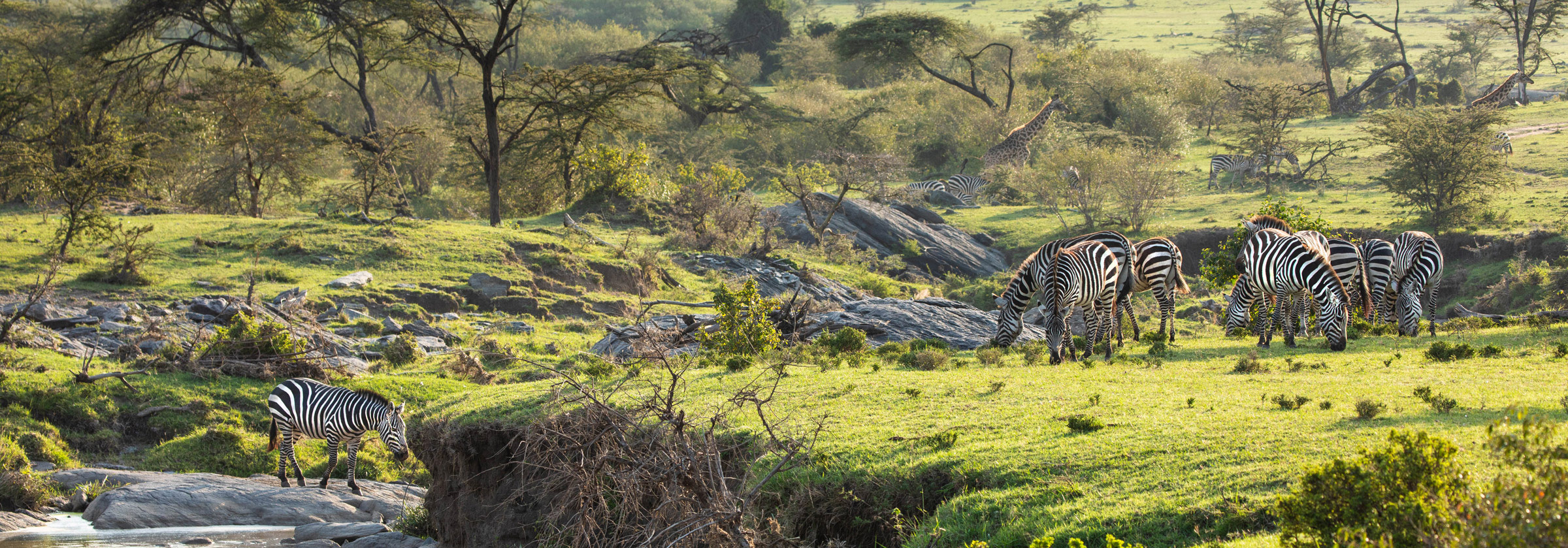 zebras and giraffes in riverbed near Mara Plains Camp Kenya Masai Mara
