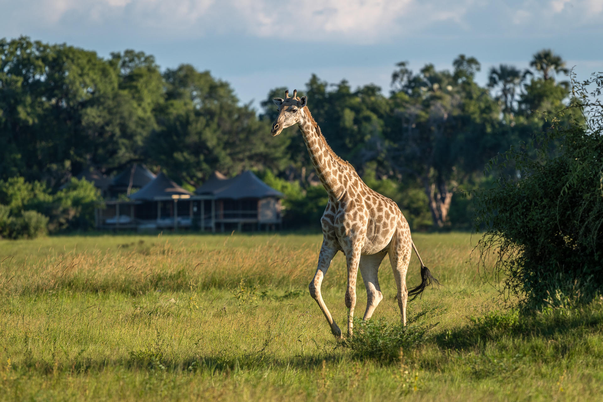giraffe in front of lodge at Mombo Camp Wilderness Okavango Delta
