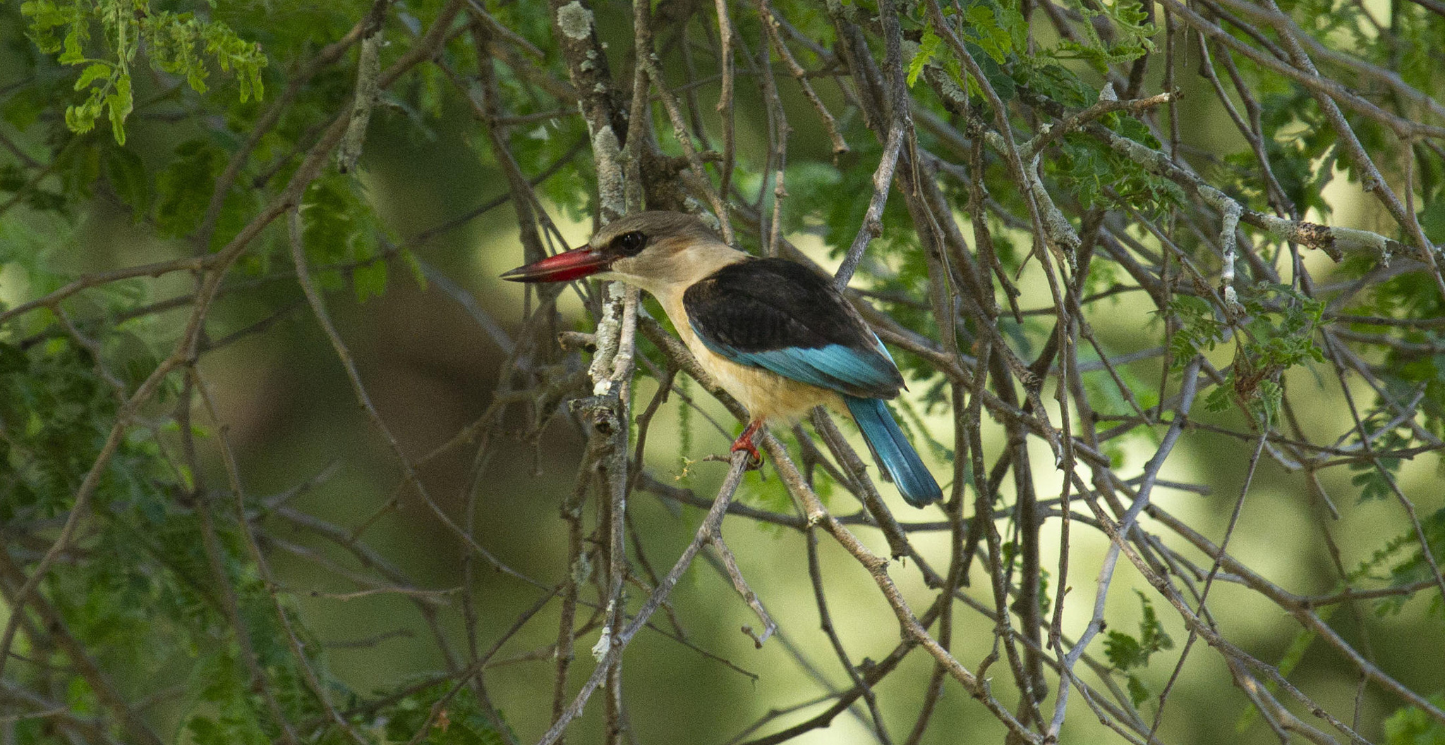 woodlands kingfisher in a tree by Nyamatusi Camps Mana Pools Zimbabwe 