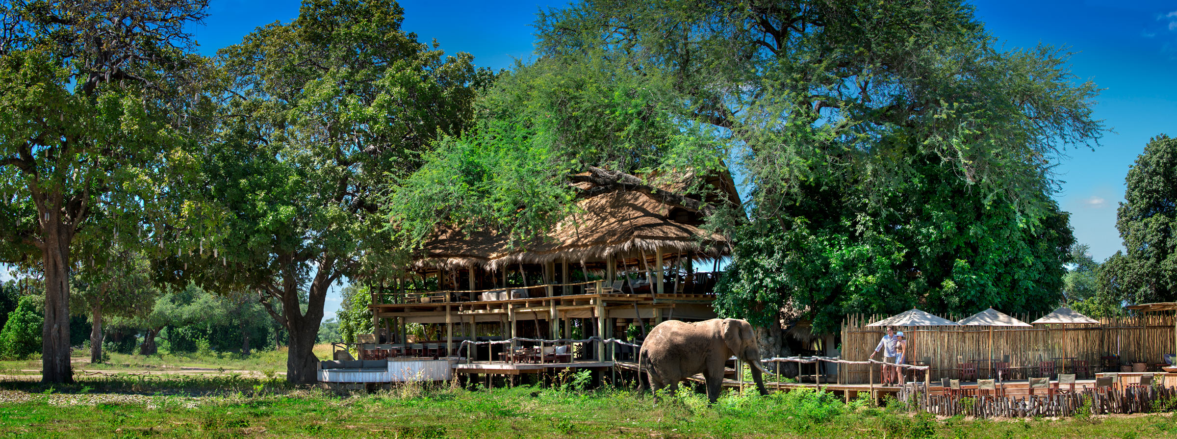 elephant close to guests on deck of lodge at Nyamatusi camp mana pools Zimbabwe
