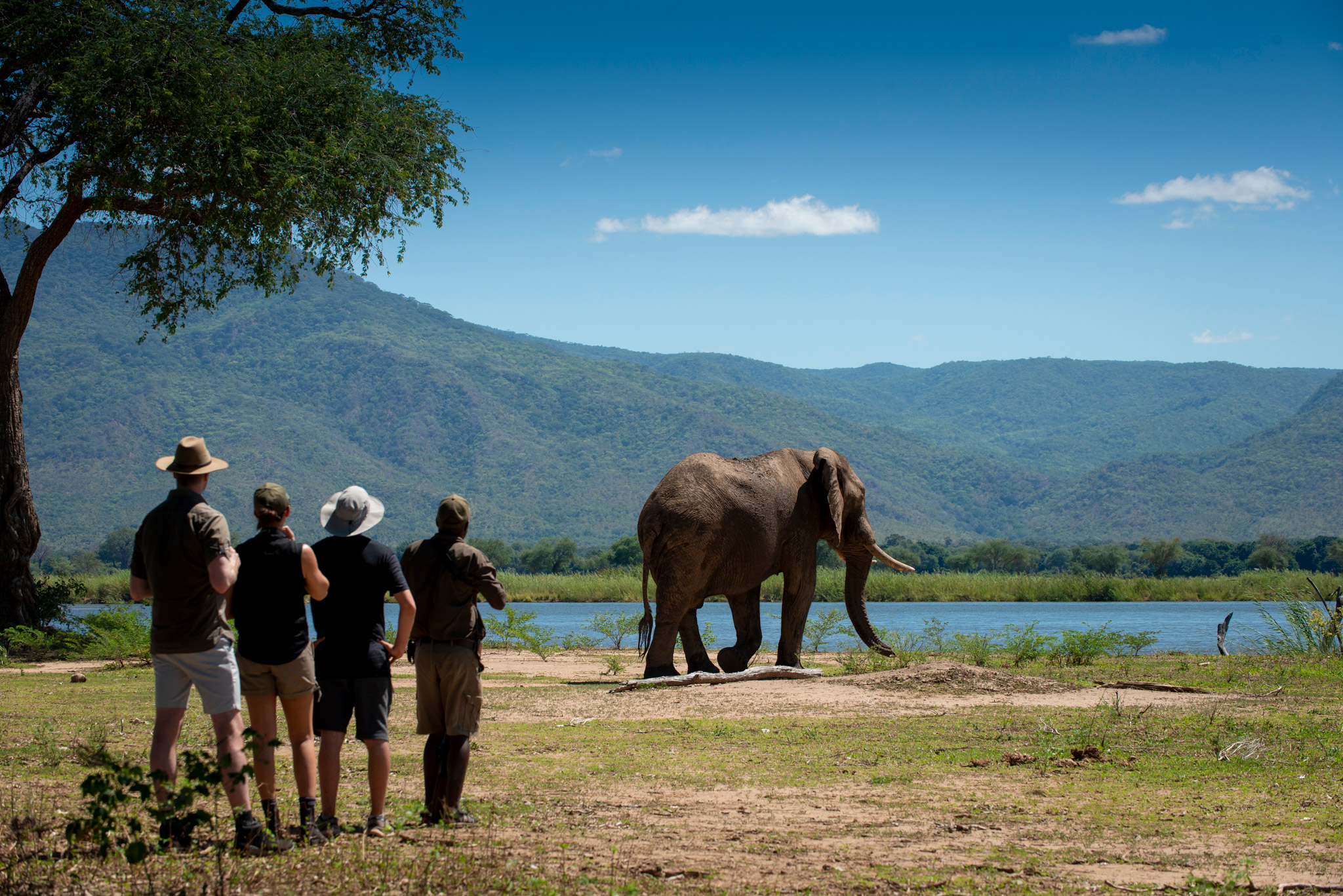 guests on a walking safari near elephant at Nyamatusi Camps Mana Pools Zimbabwe 