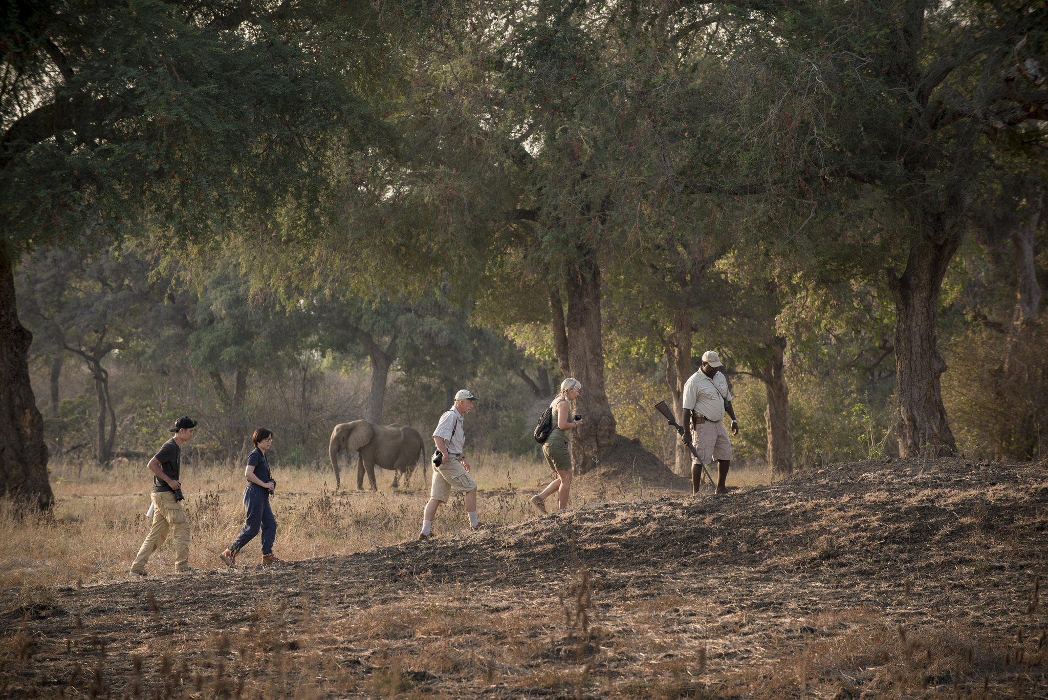 guests on a walking safari with guide of Nyamatusi Camps Mana Pools Zimbabwe 