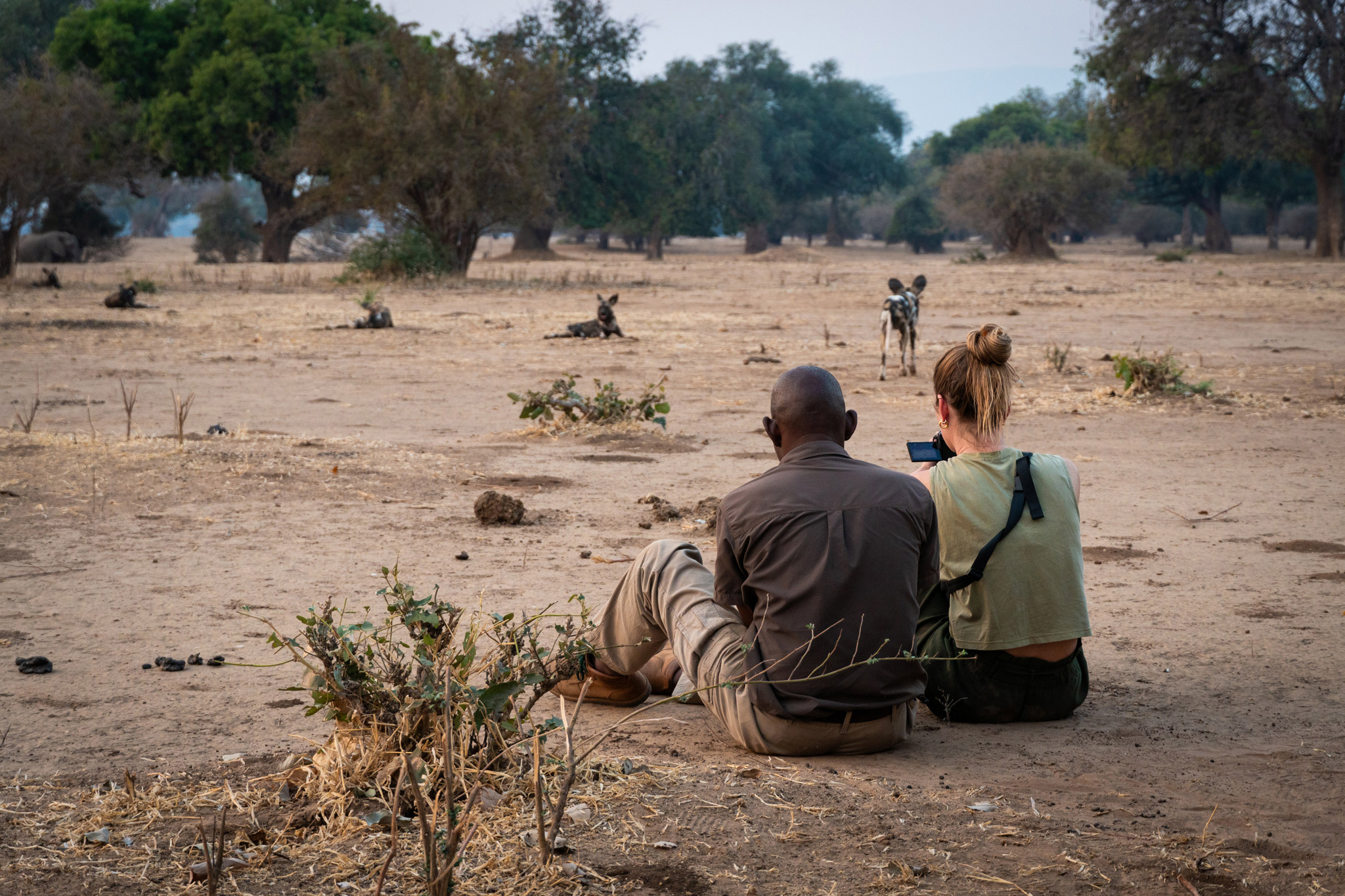 lady guest and guide sitting on plains looking at wild dogs near Nyamatusi Camps Mana Pools Zimbabwe 