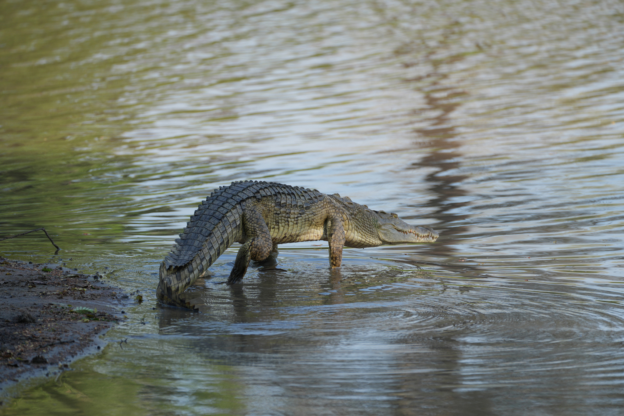 crocodile getting into water near Nyamatusi Camps Mana Pools Zimbabwe 