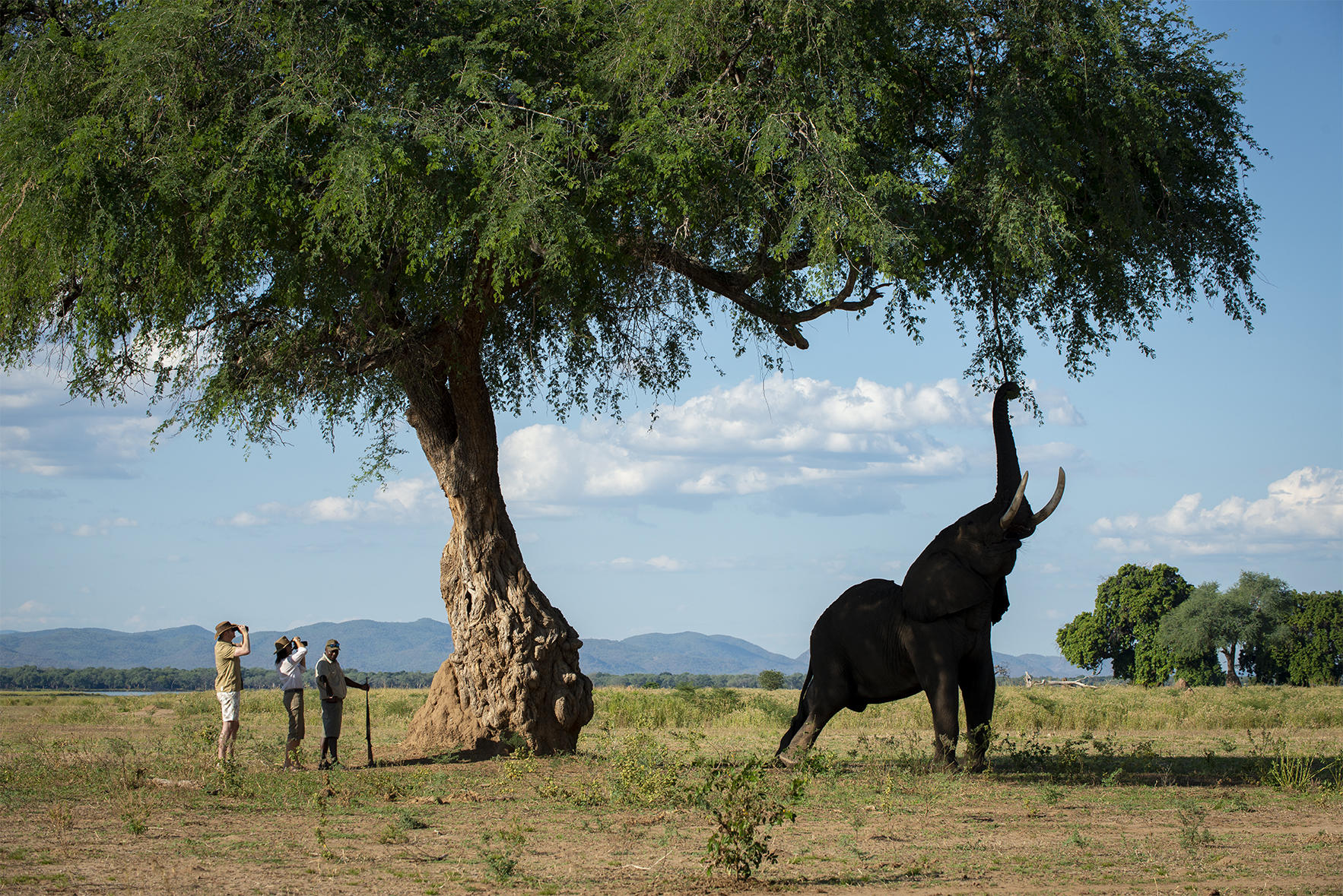 walking safari spotting an elephant reaching into tree on hind legs by Nyamatusi Camp Mana Pools Zimbabwe
