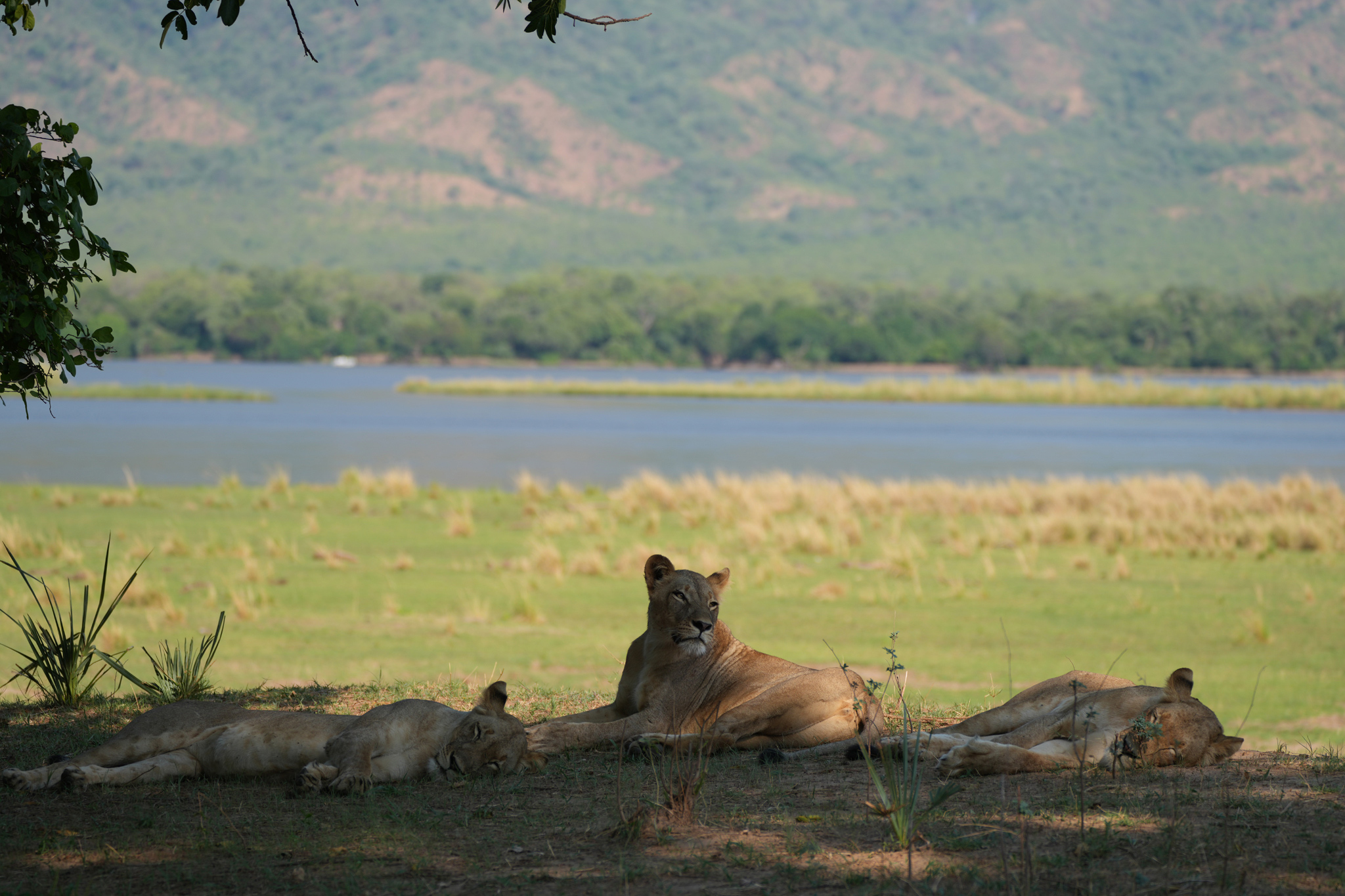 lions in the shade on river bank by Nyamatusi Camp Mana Pools Zimbabwe