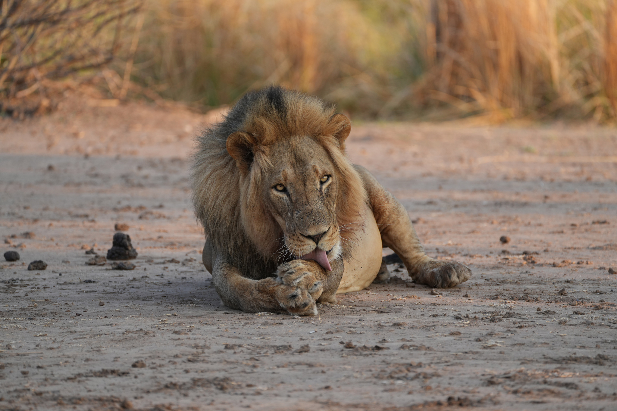male lion licking paw at Nyamatusi Camp Mana Pools Zimbabwe