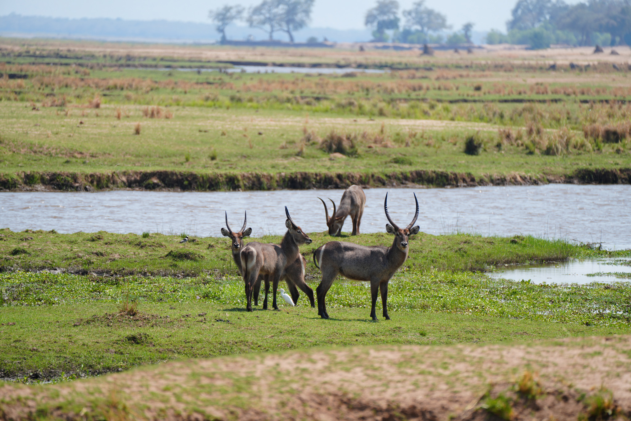 waterbuck on banks of river near Nyamatusi Camp Mana Pools Zimbabwe