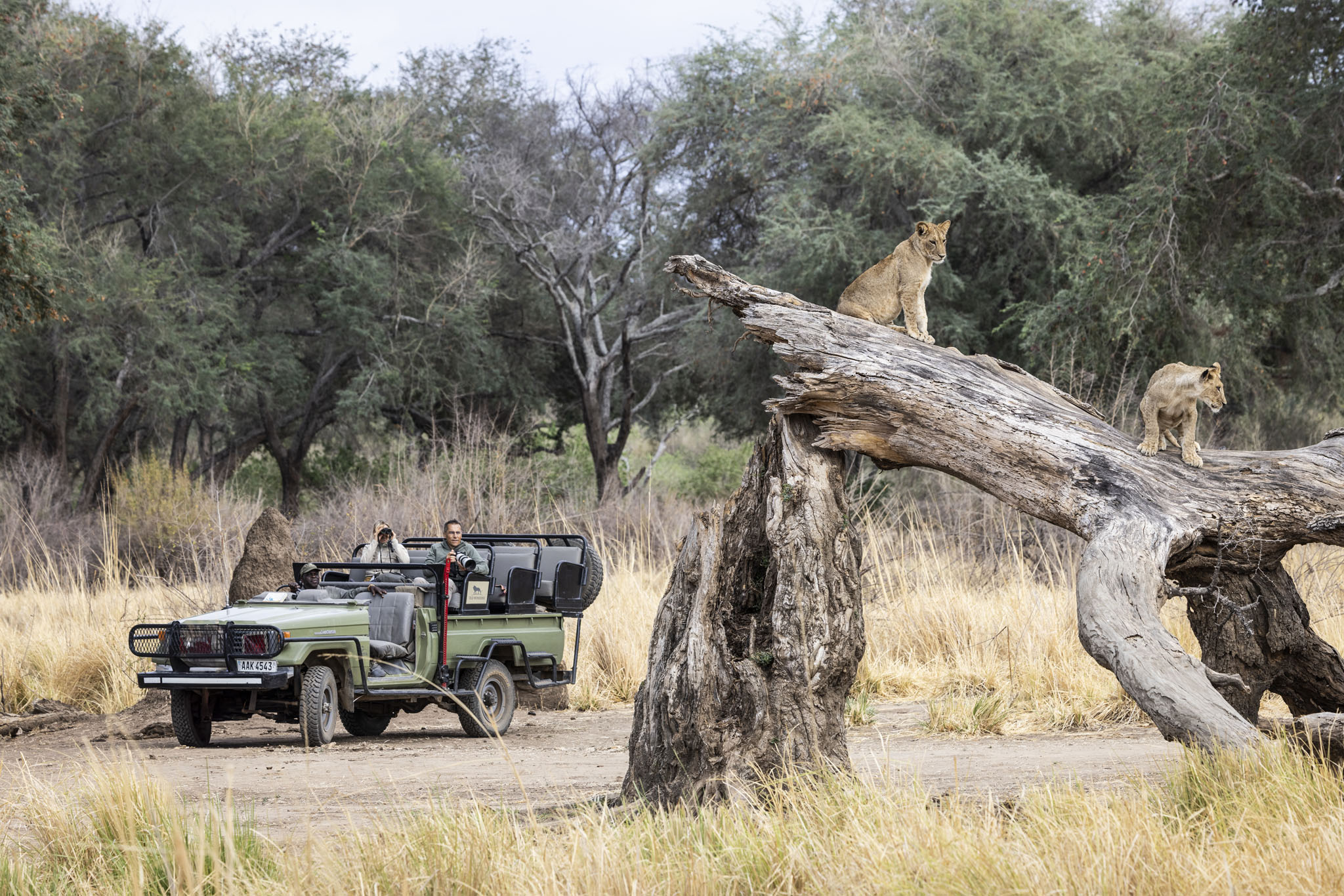 two young lions on a tree with safari vehicle onlooking at Chichele Presidential Lodge Zambia
