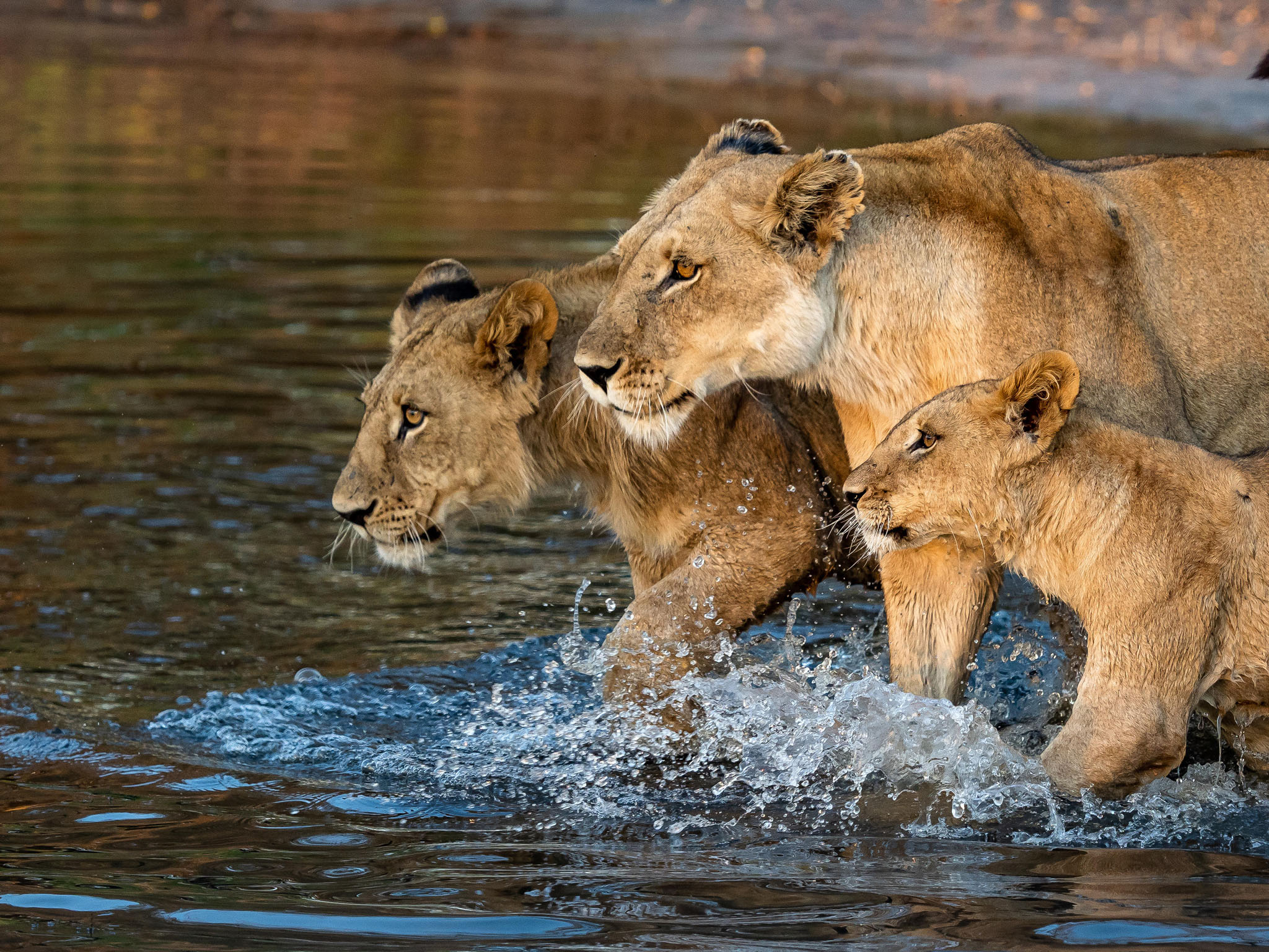 three lions wading through water at Vumbura Plains Camp Wilderness Okavango Delta Botswana