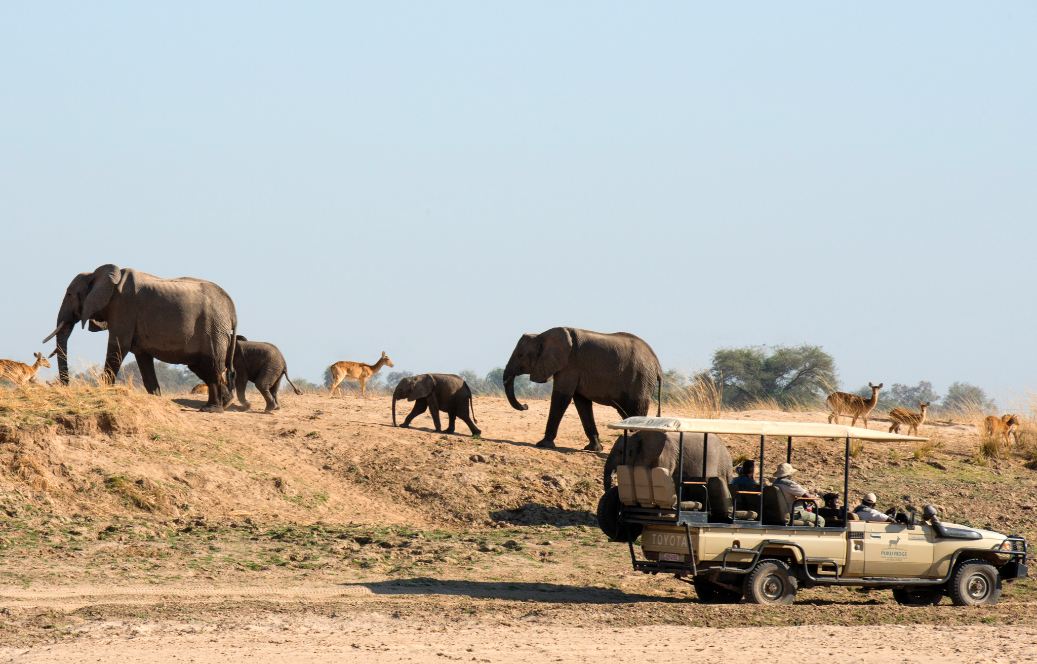 elephants and puku antelopes by safari vehicle at Puku Ridge Camp Zambia