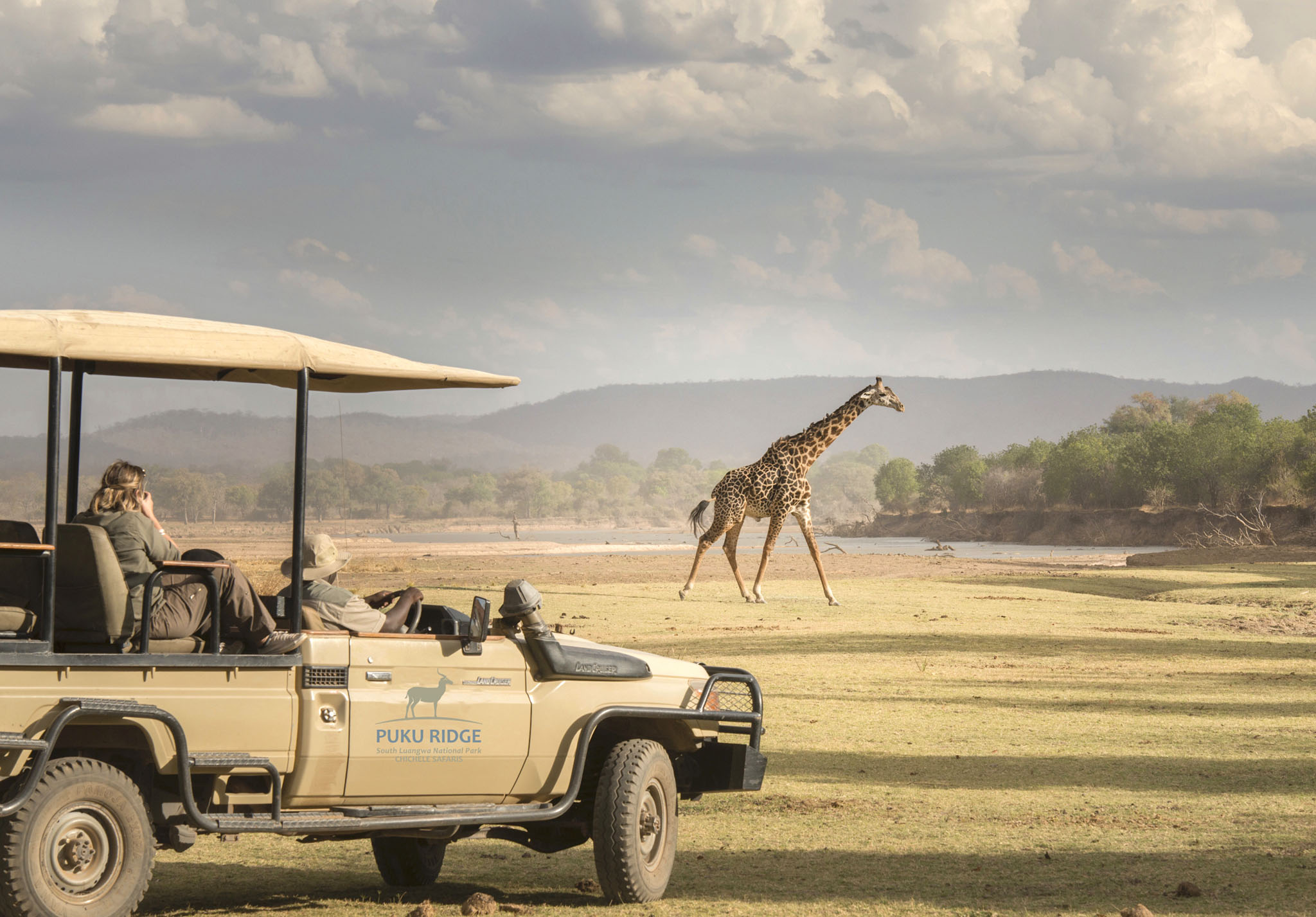 Thornicroft giraffe walking on plains in front of safari vehicle of puku ridge camp Zambia