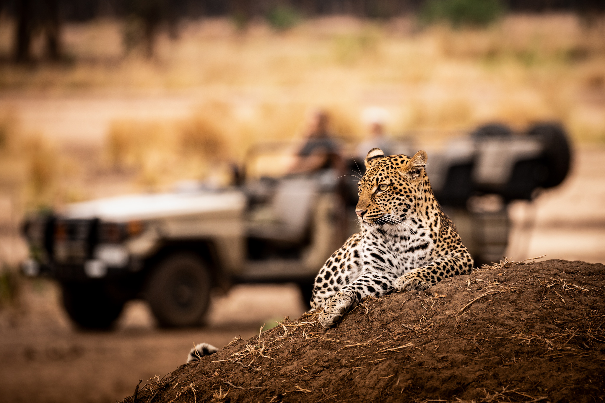 leopard on a dirt heap with safari vehicle behind at Puku ridge camp Zambia